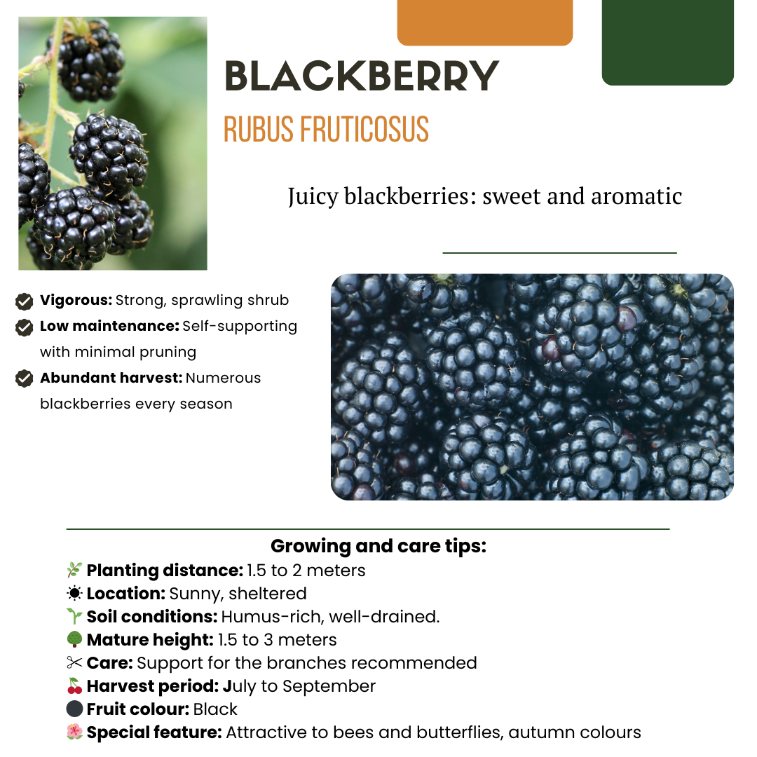 « Trio de douces récoltes » Mélange de 3 plants de fruits biologiques de variétés différentes