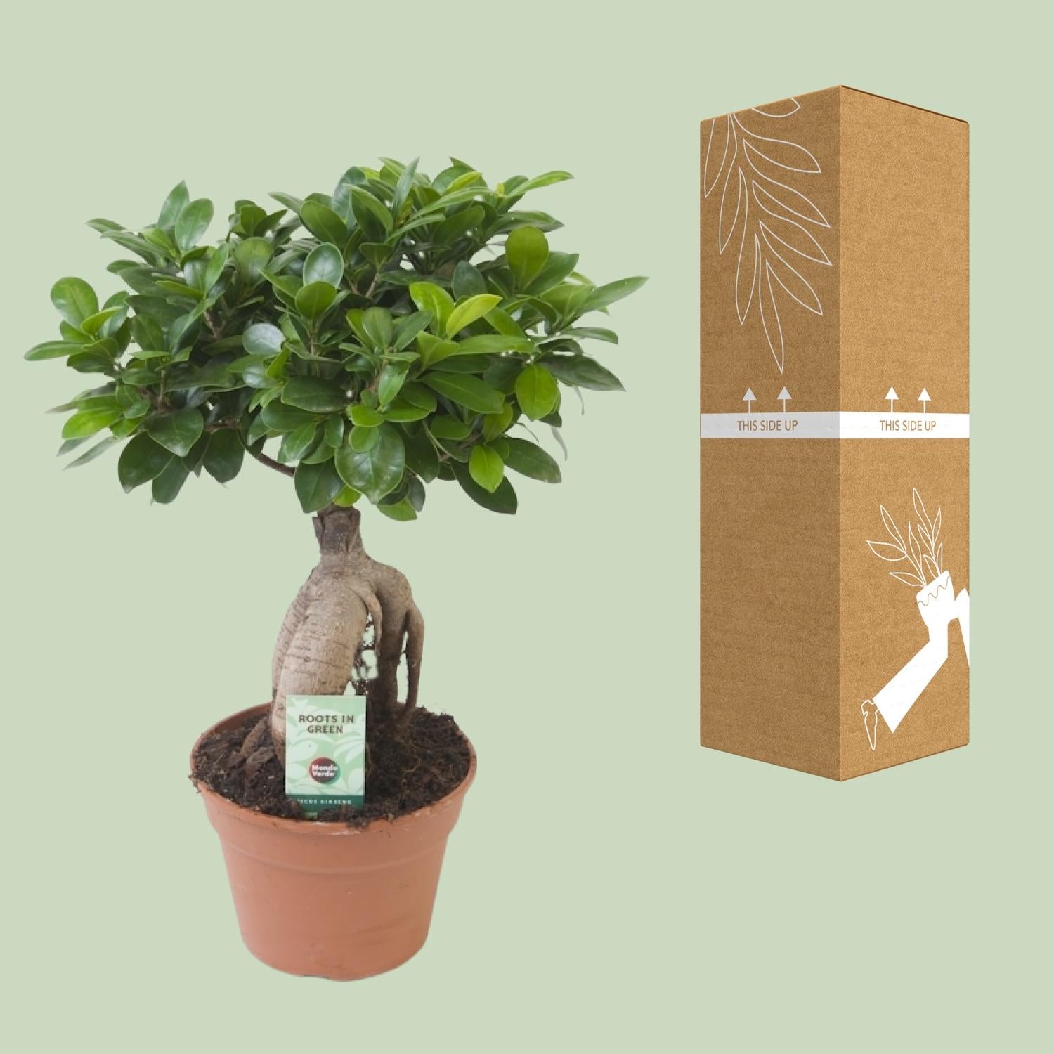 Ficus Ginseng - Ø17 cm - ↕40 cm