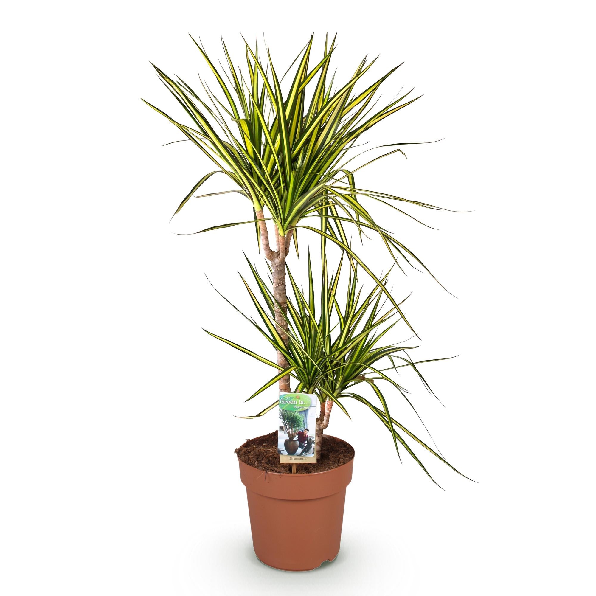 Dracaena Sunray - Drakenbloedboom - Weinig onderhoud - Groen - 1 Plant - Pot 21cm - Hoogte 90-100cm