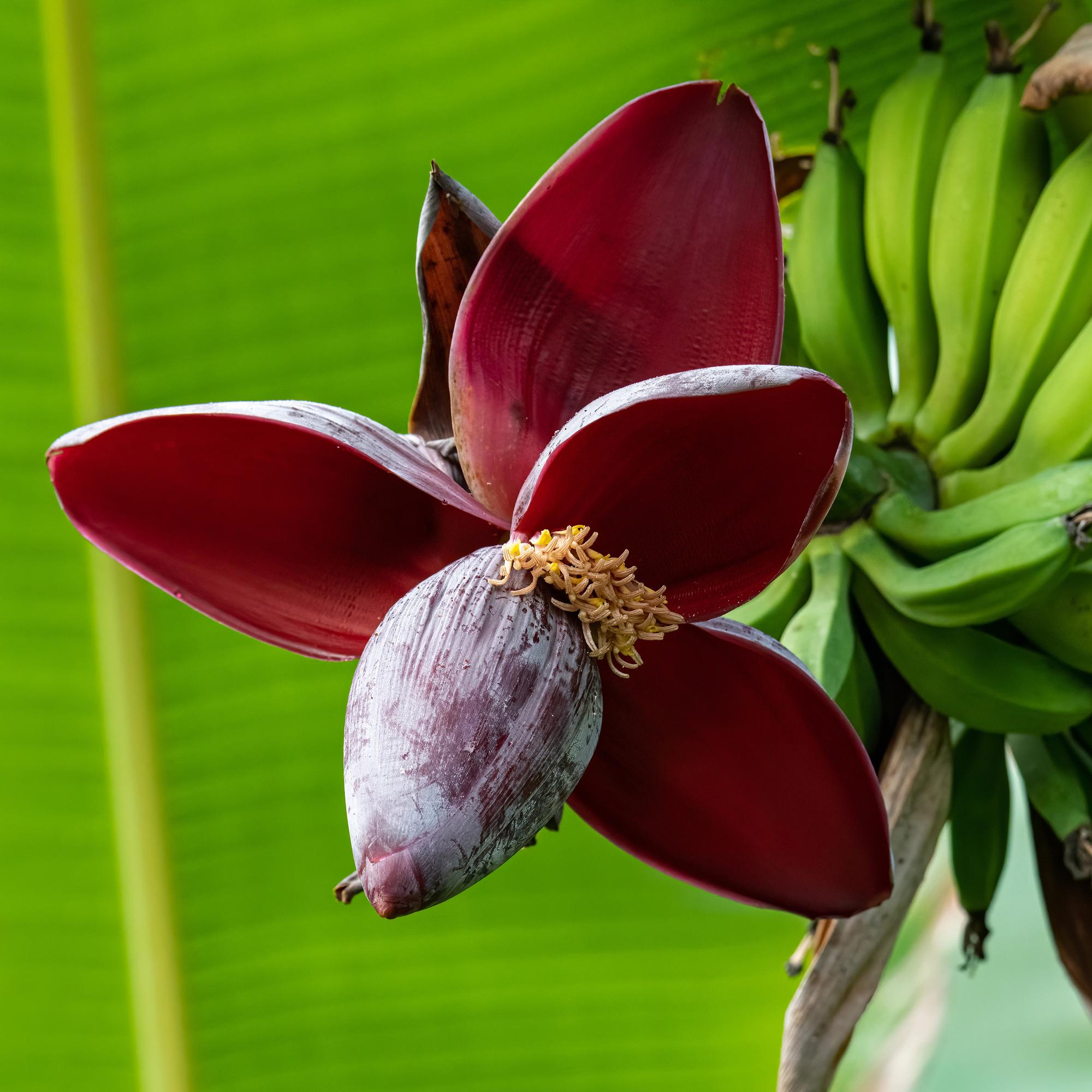 Bananen plant - Musa sikkemensis Red Tiger - Winterhard - 4 planten - Pot 17cm Hoogte 40cm