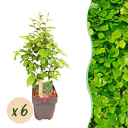 Carpinus betulus -  blad groen - 6 planten - 1 strekkende meter - bladverliezend - pot 17cm hoogte 55cm