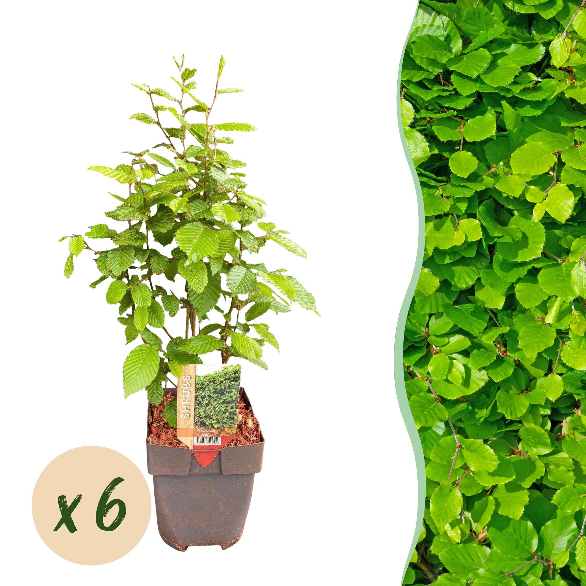 Carpinus betulus -  blad groen - 6 planten - 1 strekkende meter - bladverliezend - pot 17cm hoogte 55cm