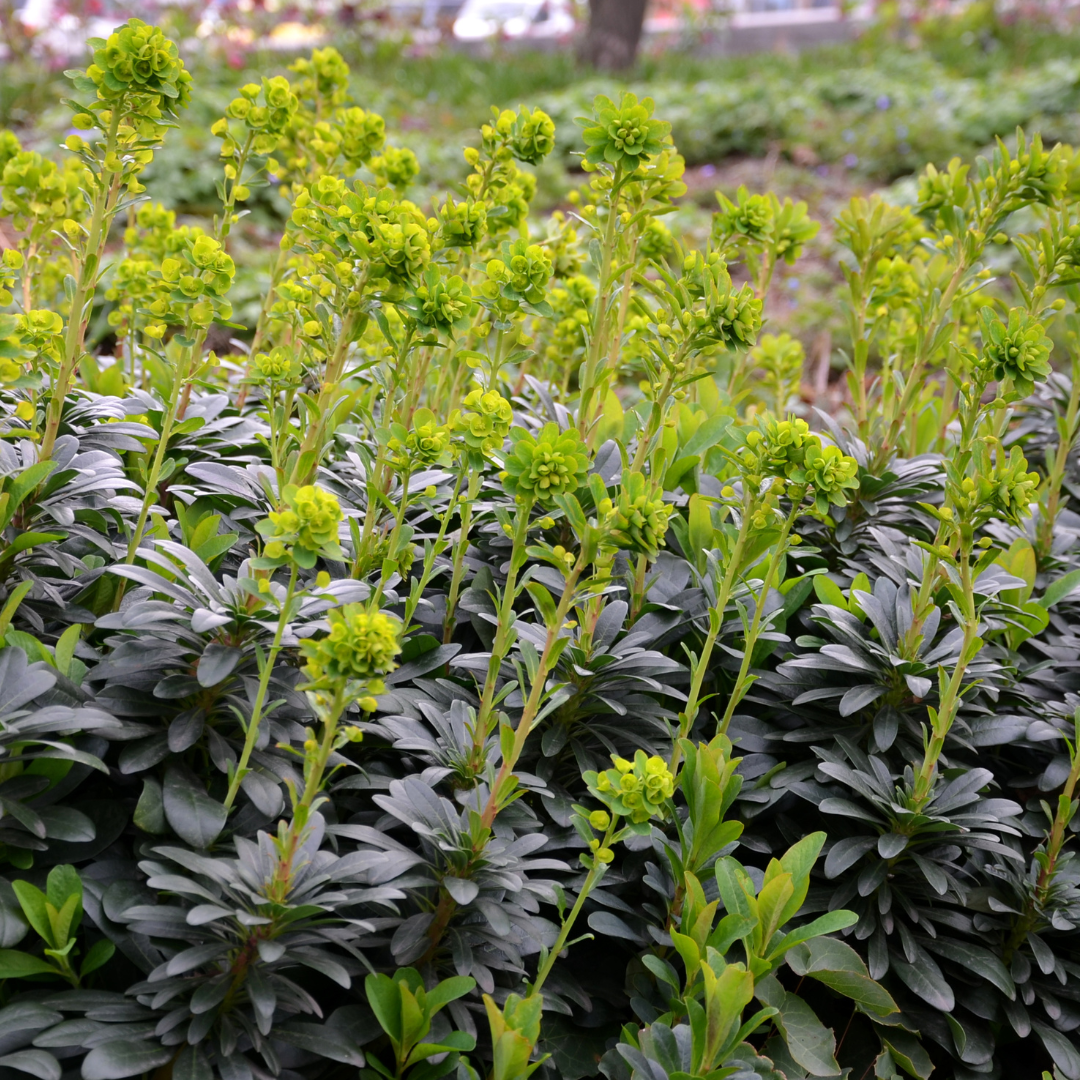 12x Euphorbia amygdal. robbiae - ↕10-25cm - Ø9cm