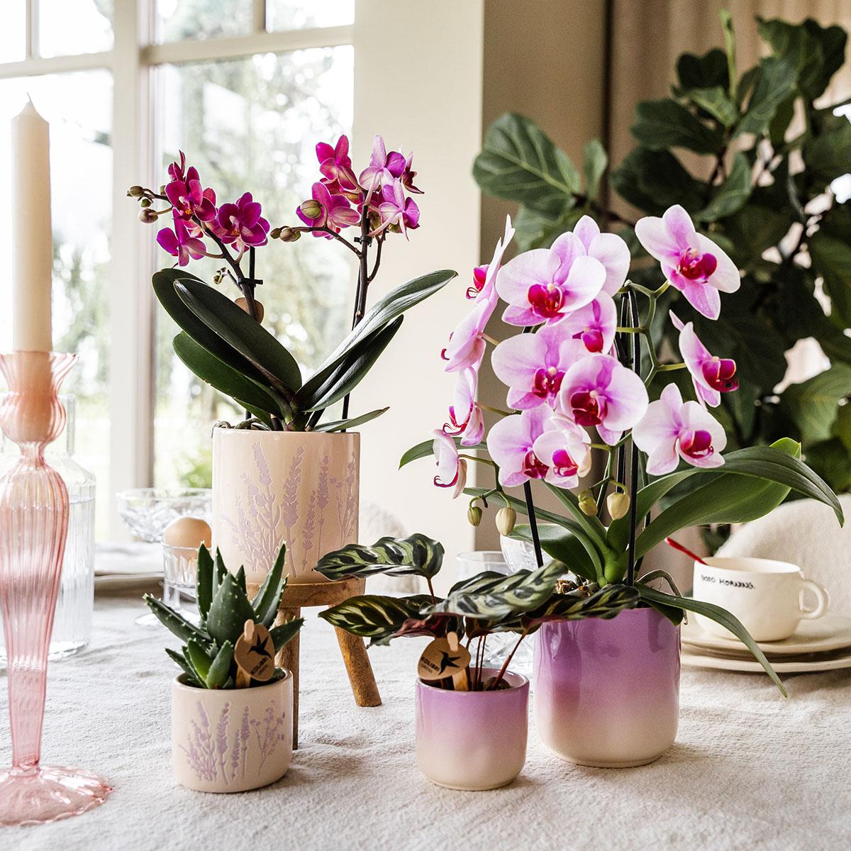 Kolibri Home | Vaso decorativo Gradience - Viola - Ø9cm