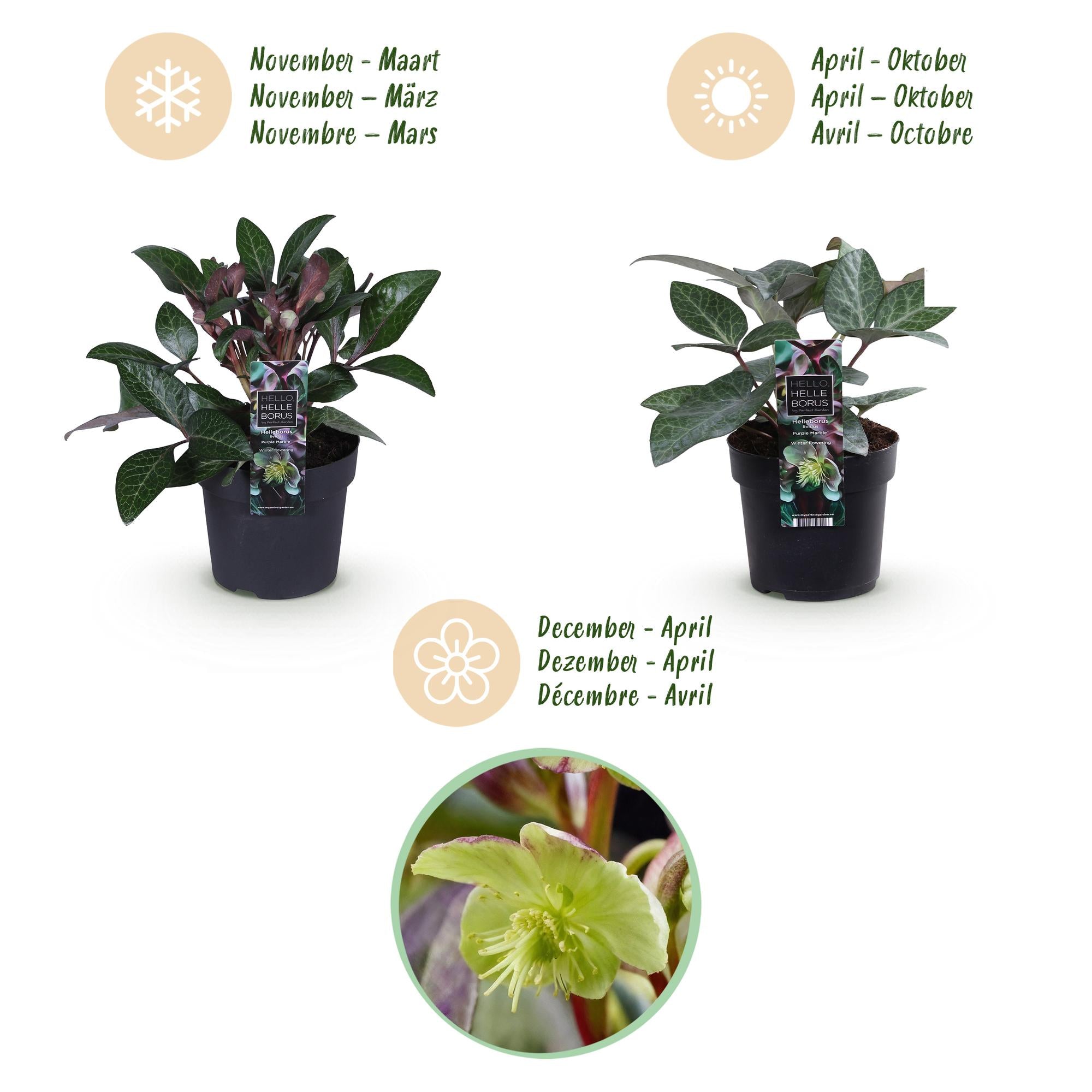Lenten Rose - Helleborus lividus Purple Marble - Paarse Bloem -1 Plant - Groenblijvend - Pot 14cm Hoogte 35cm