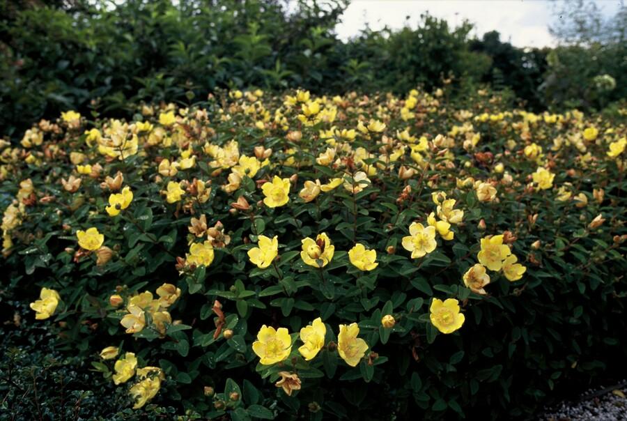 48x Hypericum dummeri 'Peter Dummer' - ↕10-25cm - Ø9cm