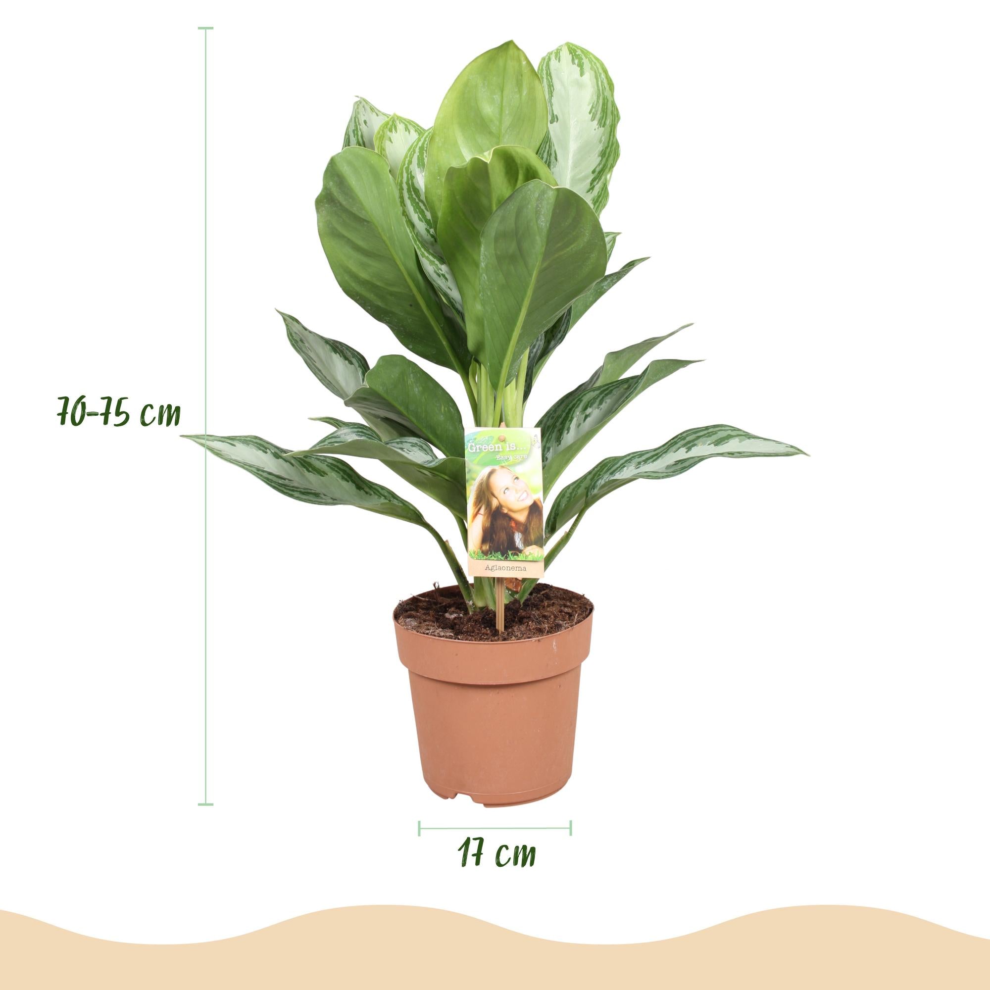 Aglaonema Silver Bay - Zilverblad - Weinig onderhoud - met mand - Groen - 1 Plant - Pot 17cm - Hoogte 70-75cm