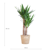 Yucca Elephantipes met Sofia mand naturel - 90cm - Ø21