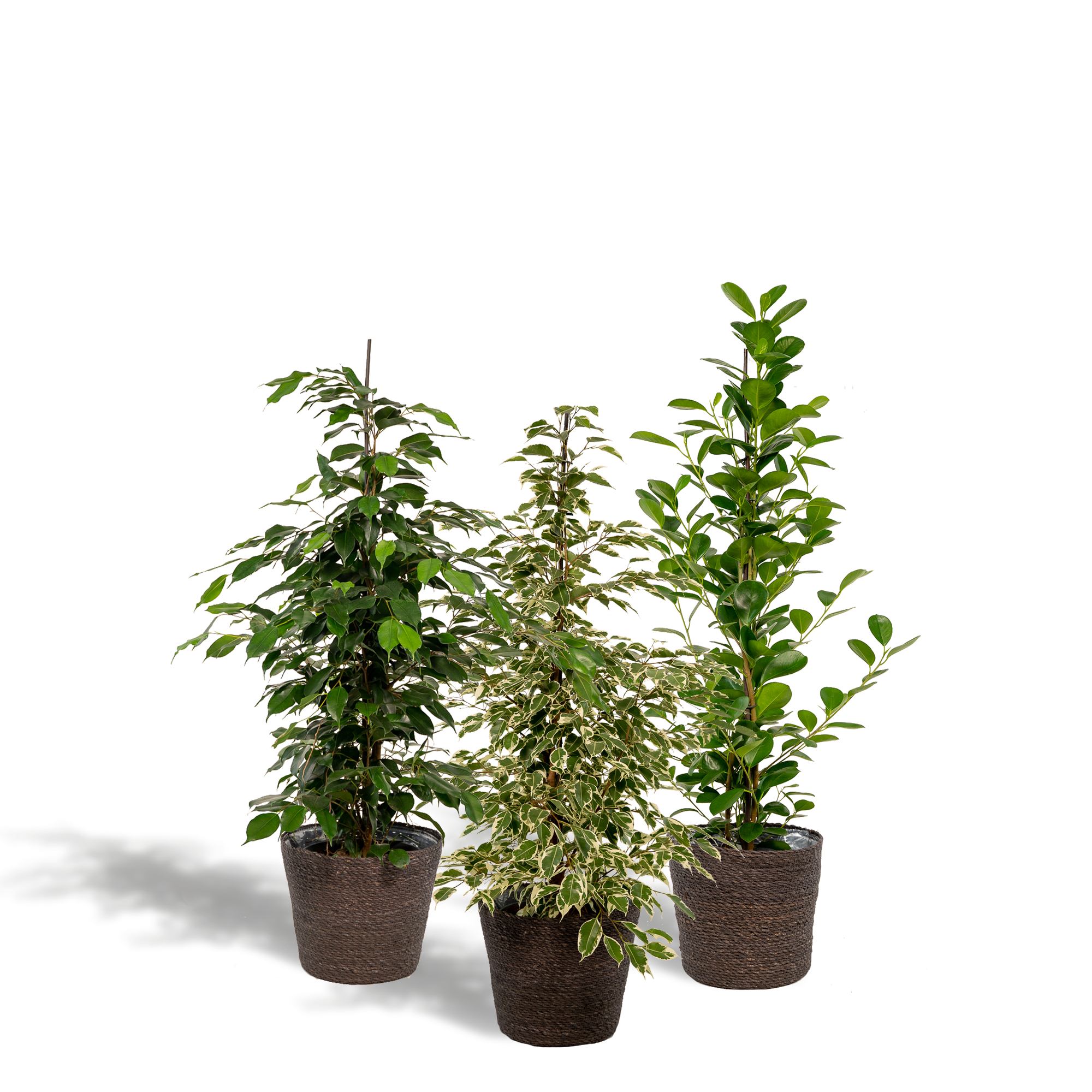 Ficus Benjamina Danielle - Ø21cm - ↕95cm + Ficus Benjamina Twilight - Ø21cm - ↕95cm + Ficus Microcarpa Moclame - Ø21cm - ↕95cm + Basket Igmar