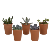 Succulent mix 5.5 cm - 5x - in terracotta pot