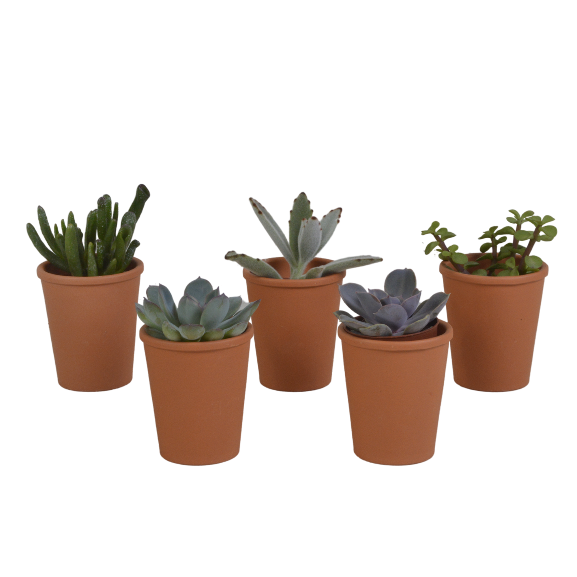 Succulent mix 5.5 cm - 5x - in terracotta pot