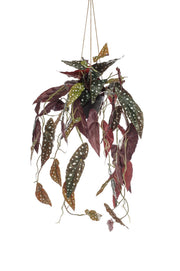 Pianta artificiale - Begonia Maculata - Begonia punteggiata - 80 cm