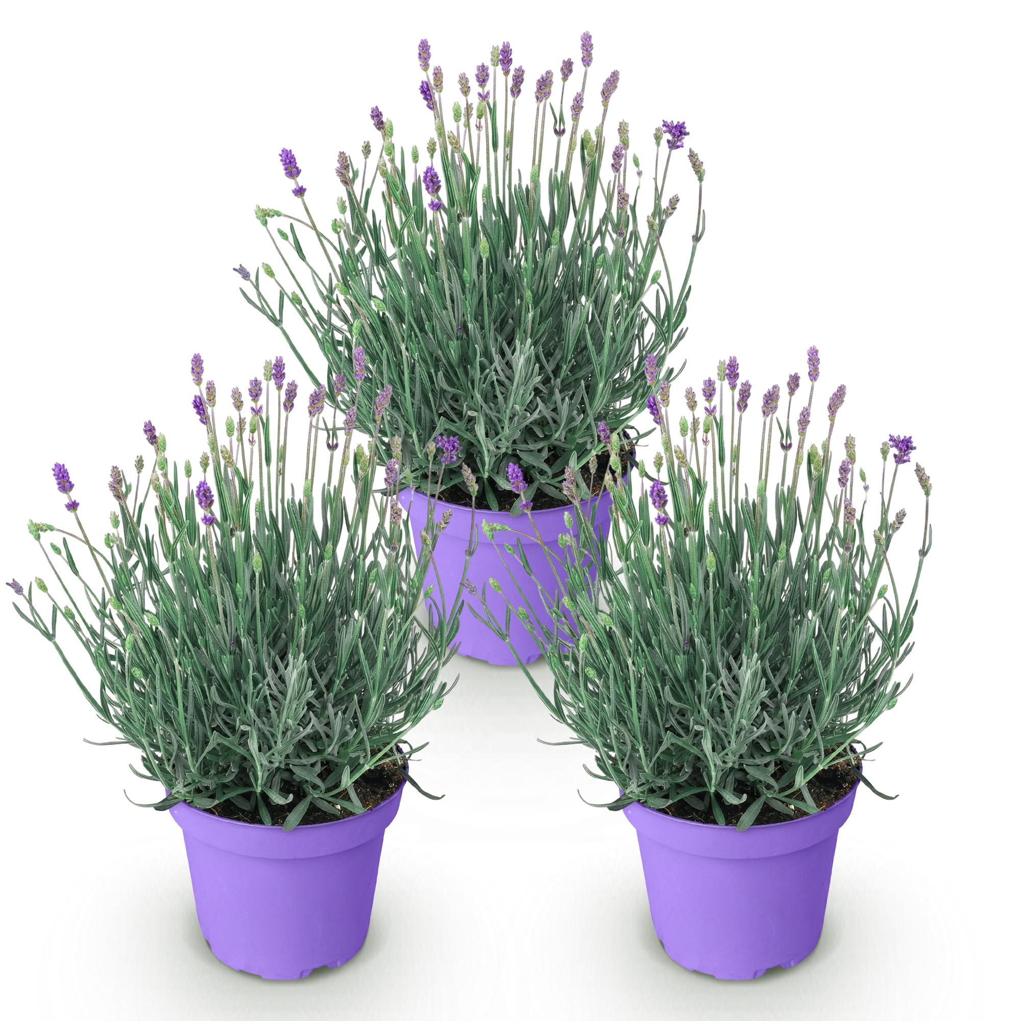 Lavandula angustifolia Munstead - Lavendel - Winterhard - Paars - 3 Planten - Pot 12cm - Hoogte 20-25cm