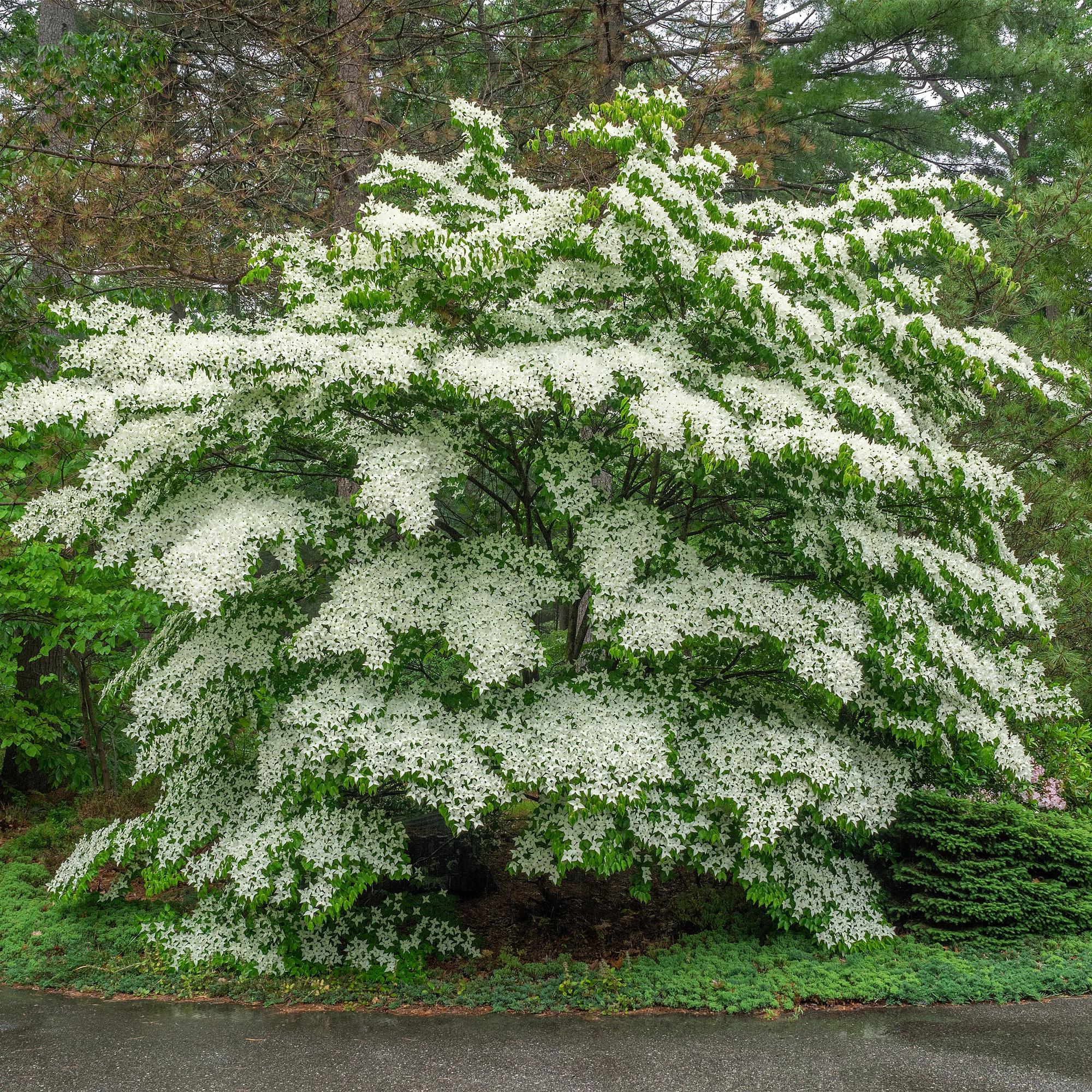 Cornus Florida - Bloem Wit-Roze - 1 Plant - Bladverliezend - Weinig Onderhoud - Pot 12cm Hoogte 35cm