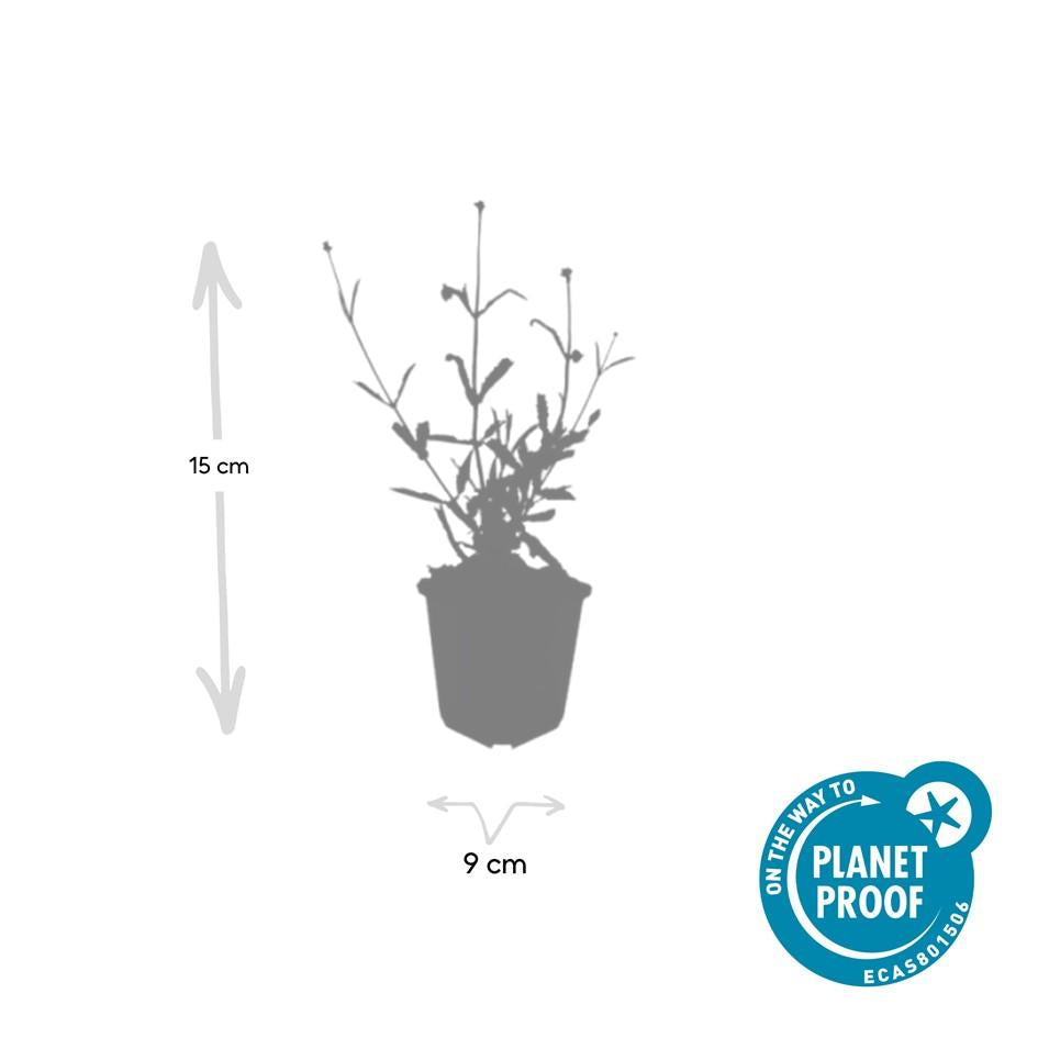 Buono sconto 60x Verbena. 'Lecca-lecca' - ↕10-25cm - Ø9cm