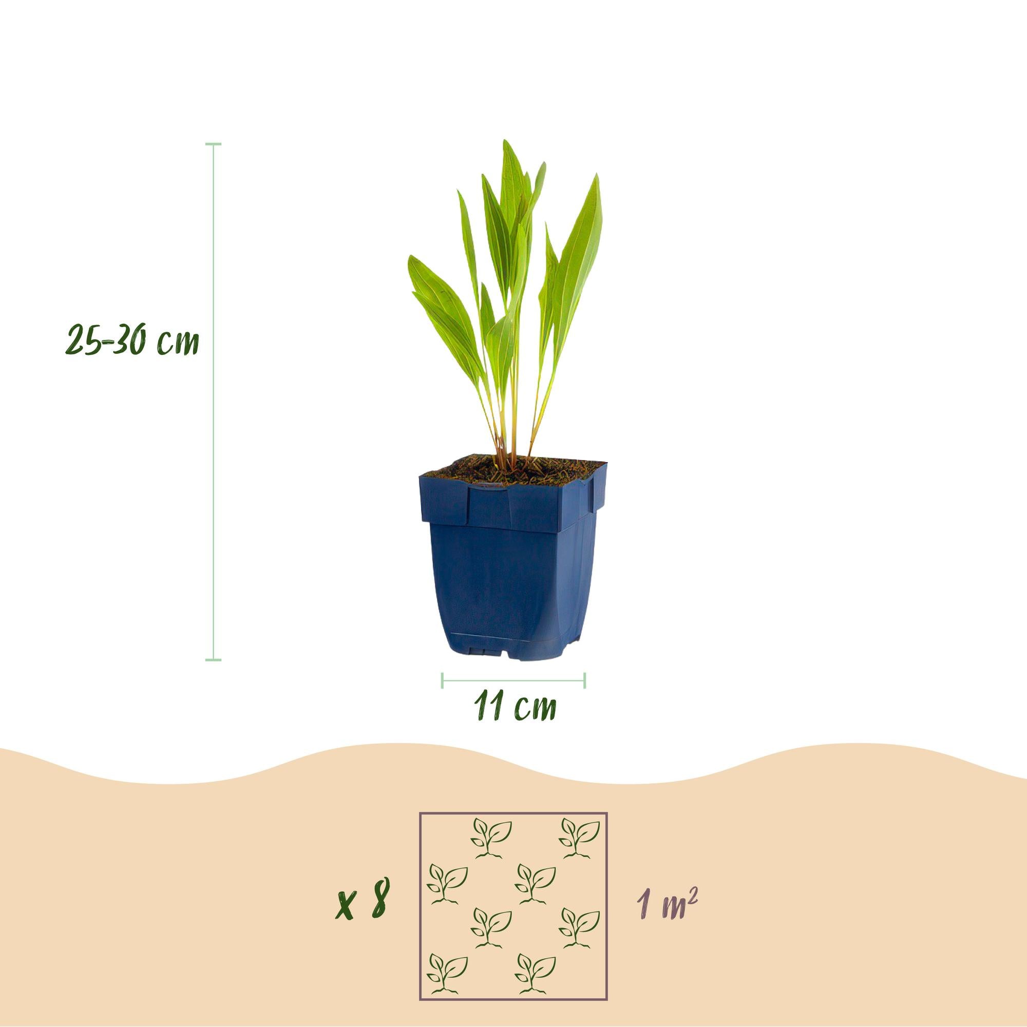 Green boutiQ - Pacchetto bordura - Attrattivo per api e farfalle - 8 piante perenni - 1 m² - Vari colori - Bassa manutenzione - Vaso da 11 cm