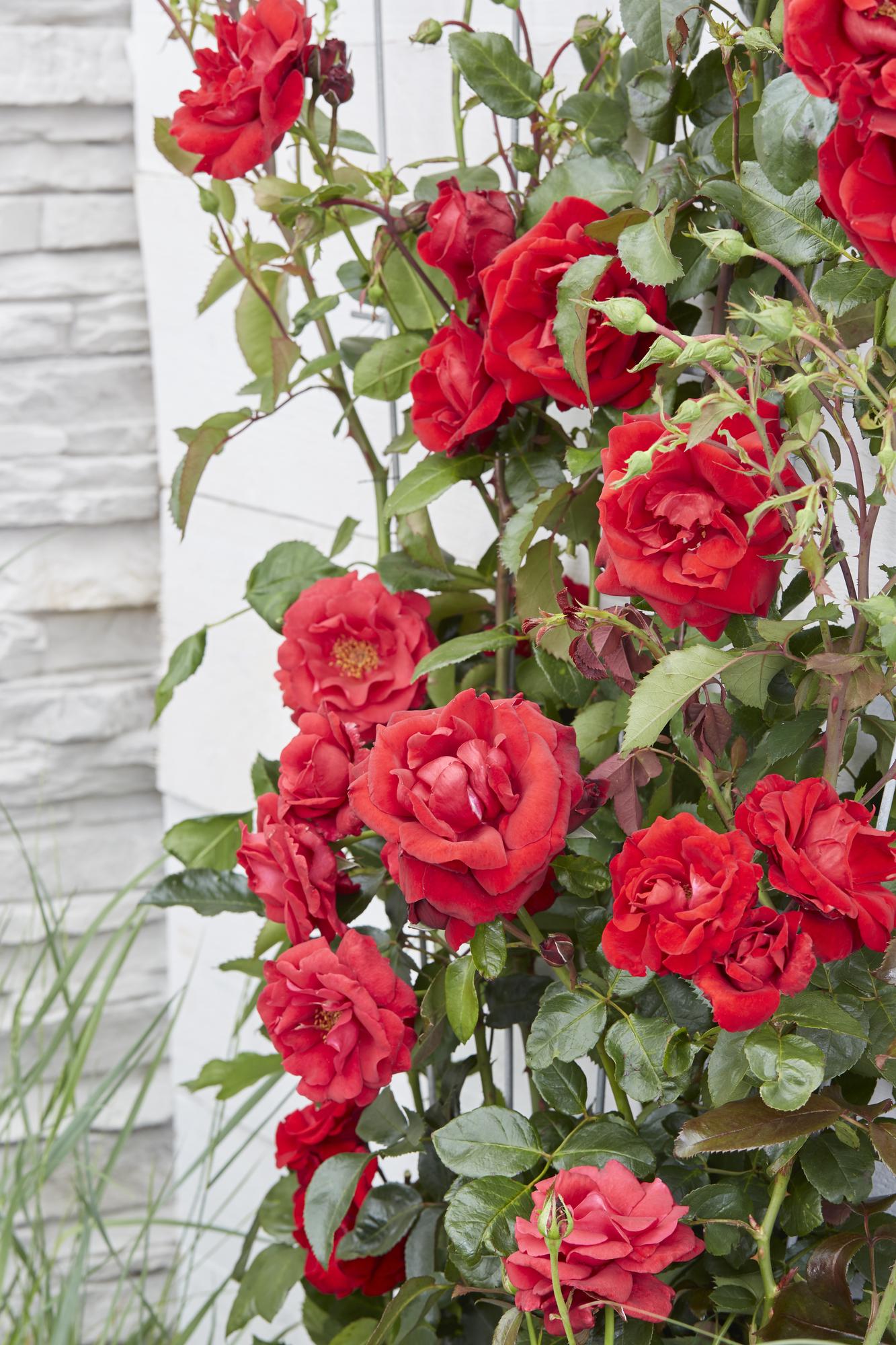 Rosa Crazy in love 'Red' - Rote Rose - Ø15cm - ↕65cm