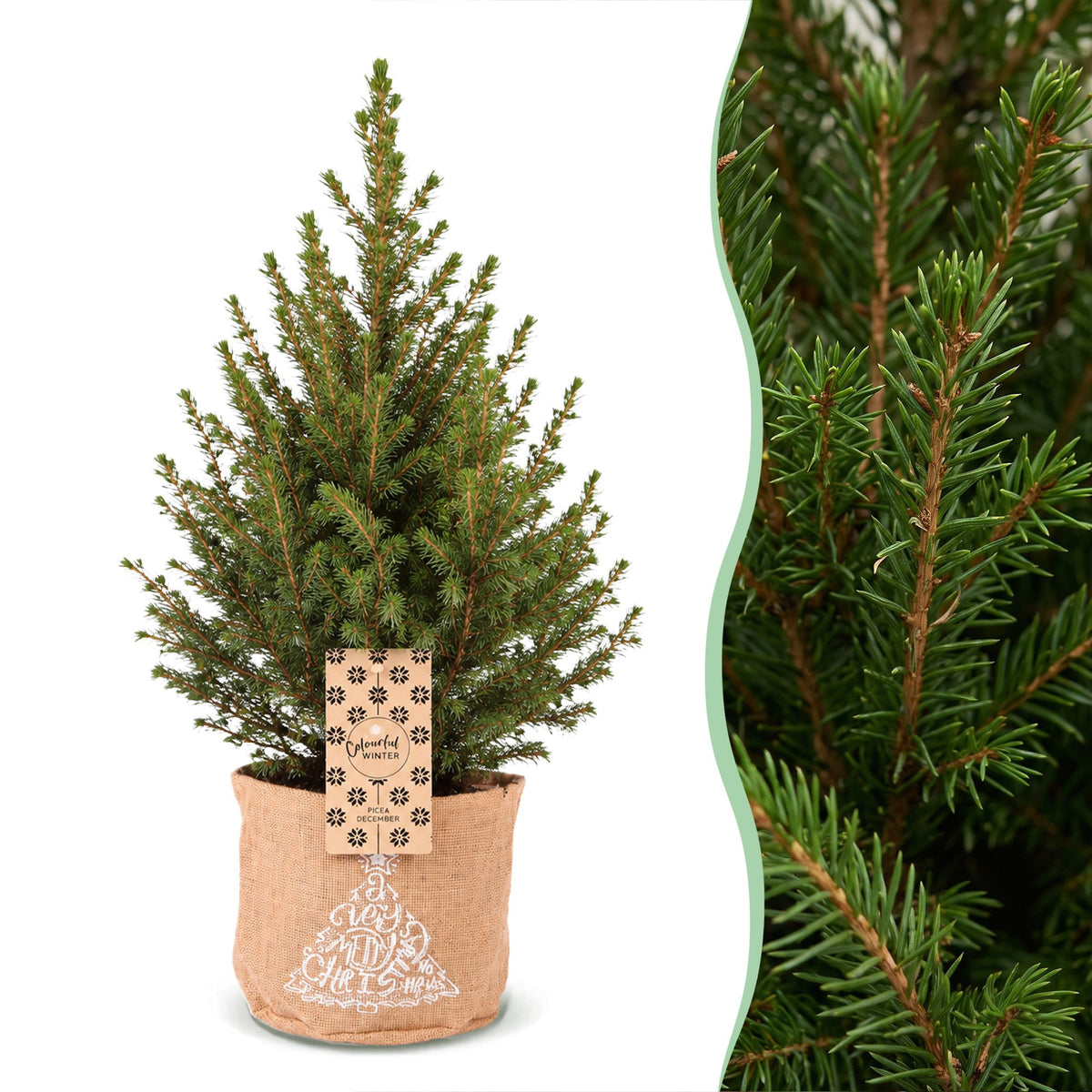 Picea glauca Conica - 2x Kegelspar - Groen - Kerstboom - incl. jute zak - Ø17cm - ↕65cm