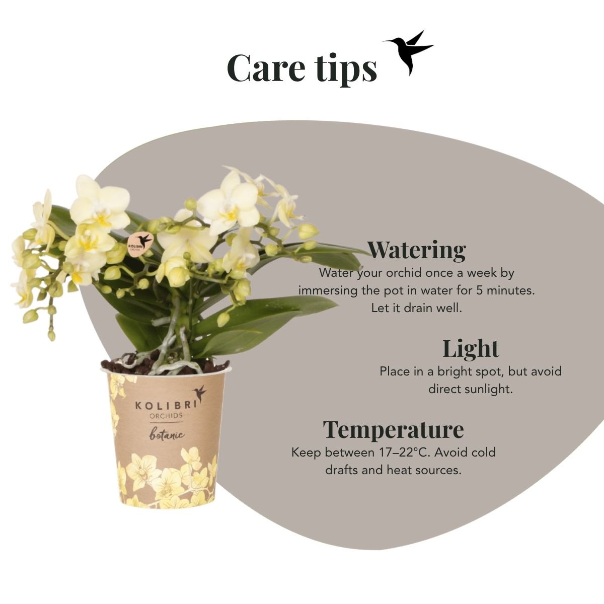 Kolibri Orchids | Combi Deal - 2 Gele Phalaenopsis Orchideeën Botanic Yellow - Ø9 cm