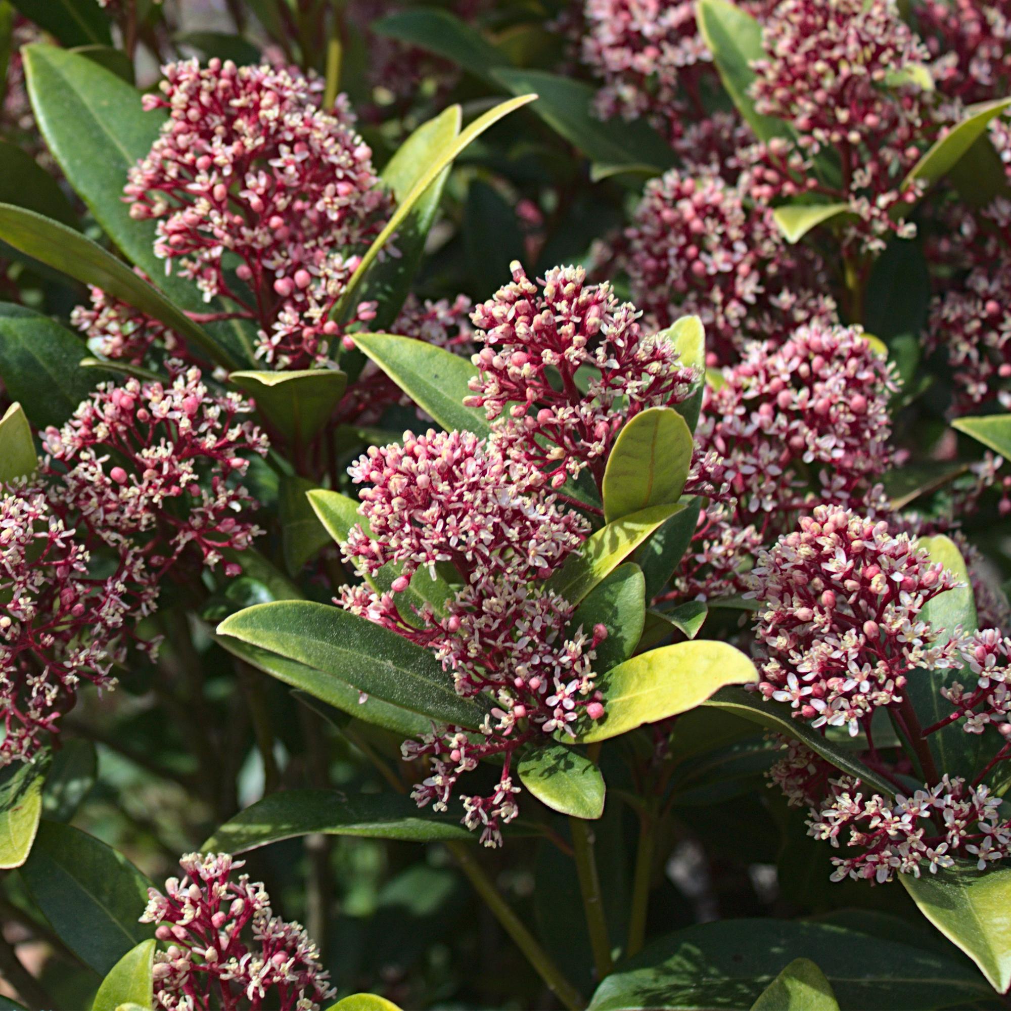 Skimmia japonica Rubella - Bloem Rood - 15+ Bloemen - 2 Planten - Winterhard - Pot 15cm Hoogte 30cm