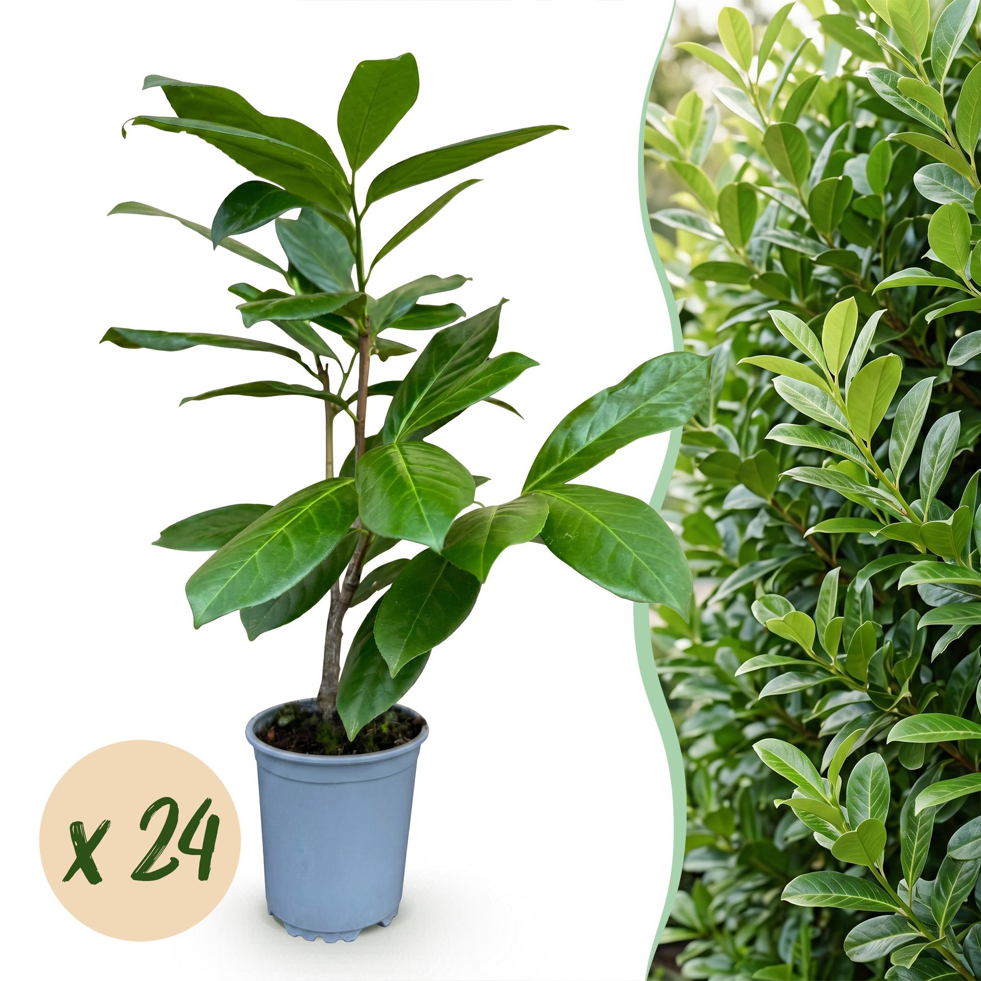 Prunus laur. Rotundifolia - Laurierkers 24x - Haagplanten - Groenblijvend - Groen - Pot 9cm - Hoogte 25-35cm