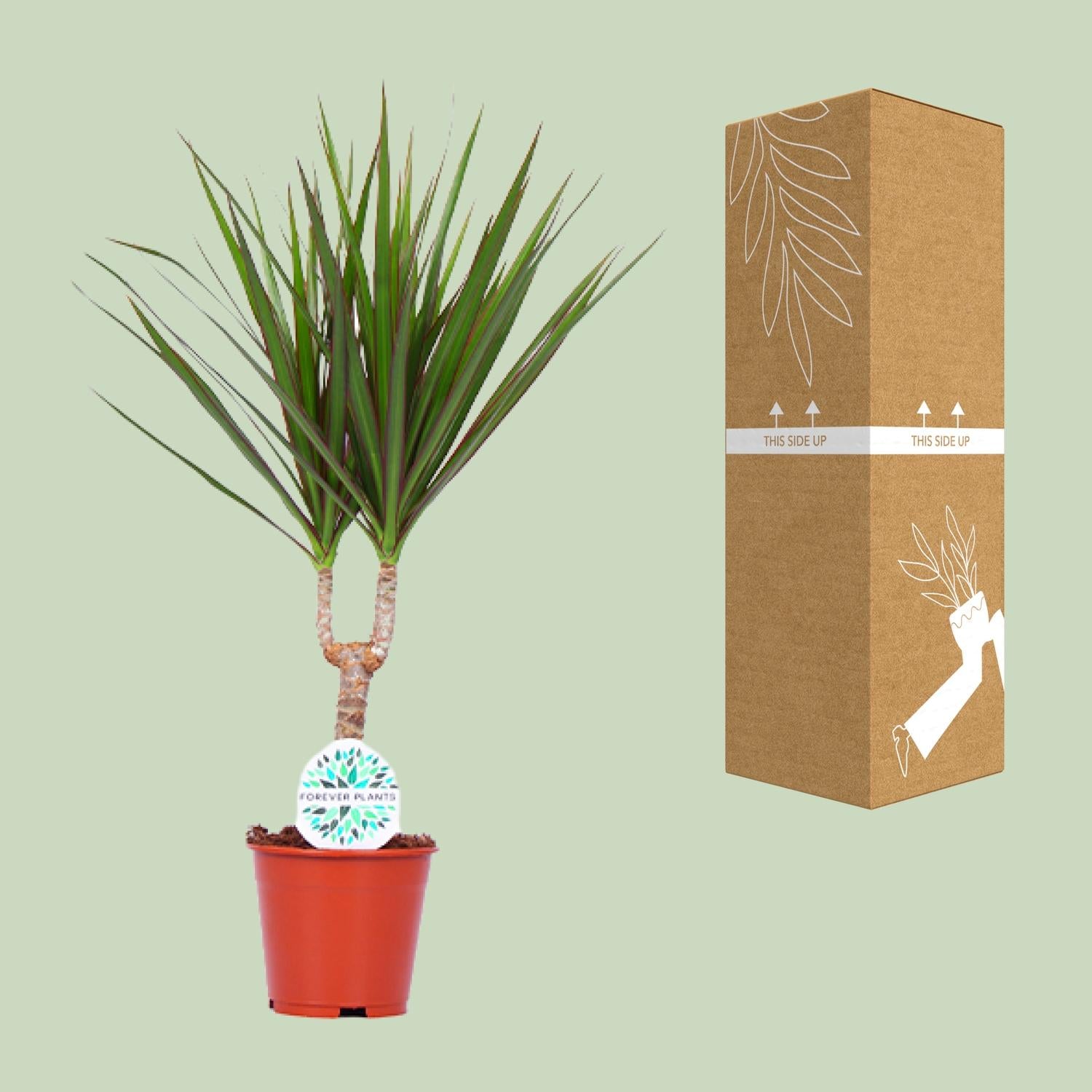 Dracaena marginata - Ø14 cm - ↕55 cm