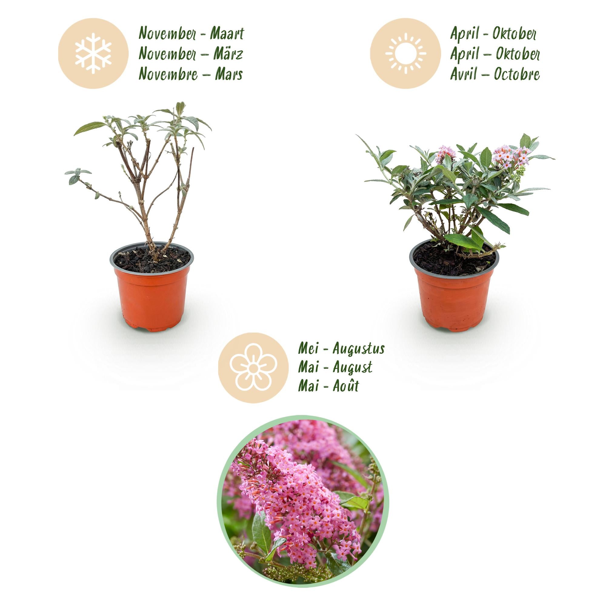 Buddleja davidii Butterfly Candy Little Pink - Vlinderstruik - Compact - Roze - 3 Planten - Pot 12cm - Hoogte 20-25cm