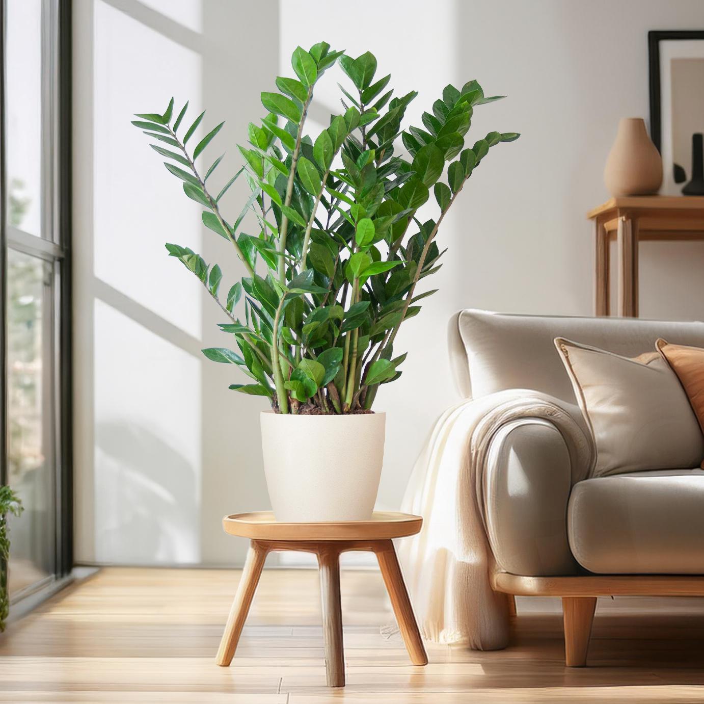 Zamioculcas Zamiifolia ZZ Plant - met Viber wit - 80cm - Ø21