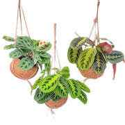 Kokodama Maranta Mix - 3 pezzi - Ø15cm - ↕20cm