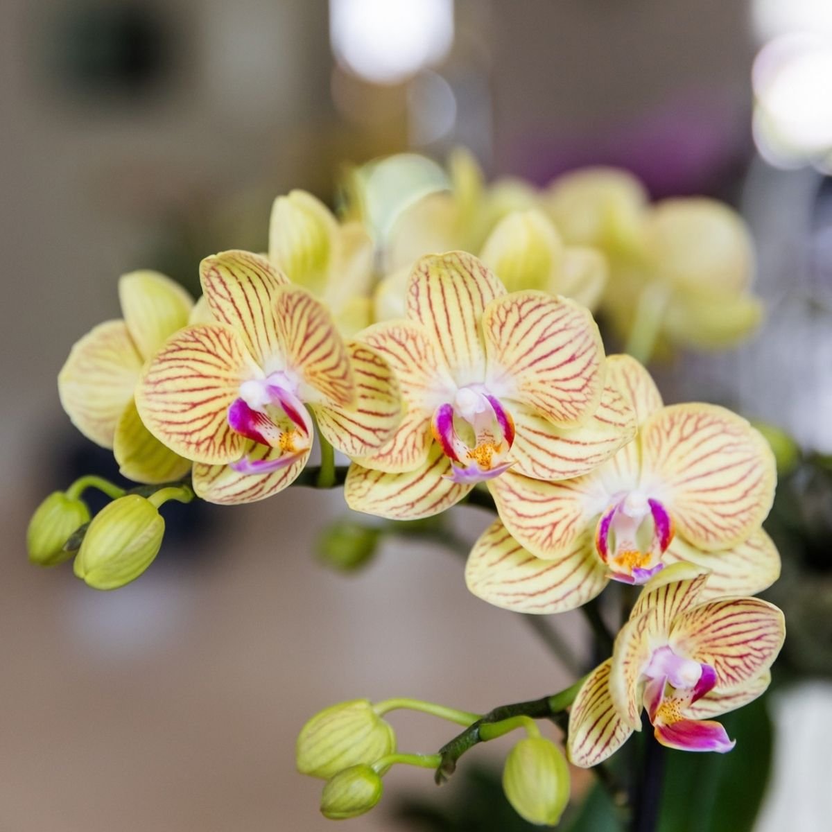 Kolibri Orchids | Gele Phalaenopsis Orchidee - Blossom Lima in Melody Sierpot - Ø9 cm