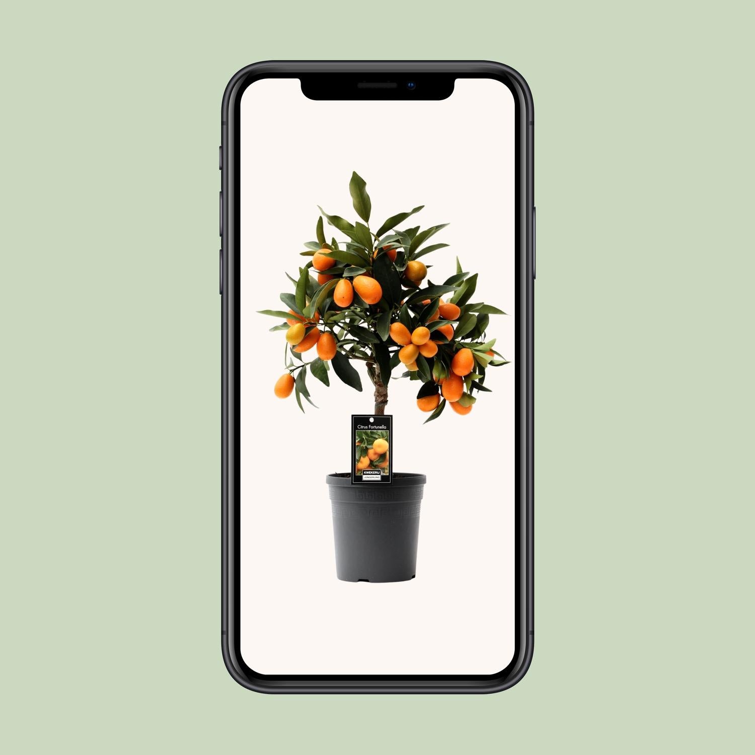 Kumquat Agrumes - Ø16cm - ↕45cm
