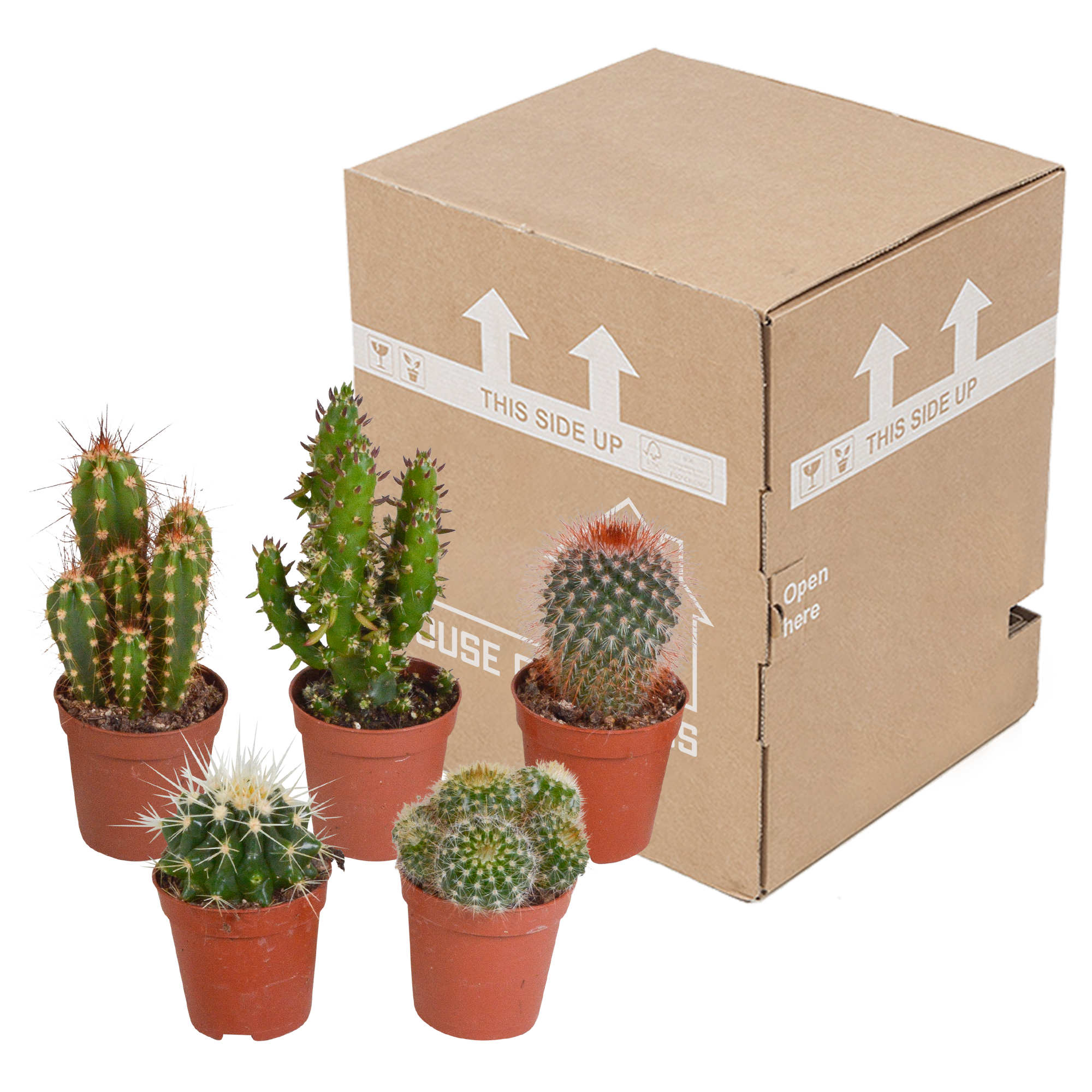 Mix di cactus 5,5 cm - 5x - senza vaso