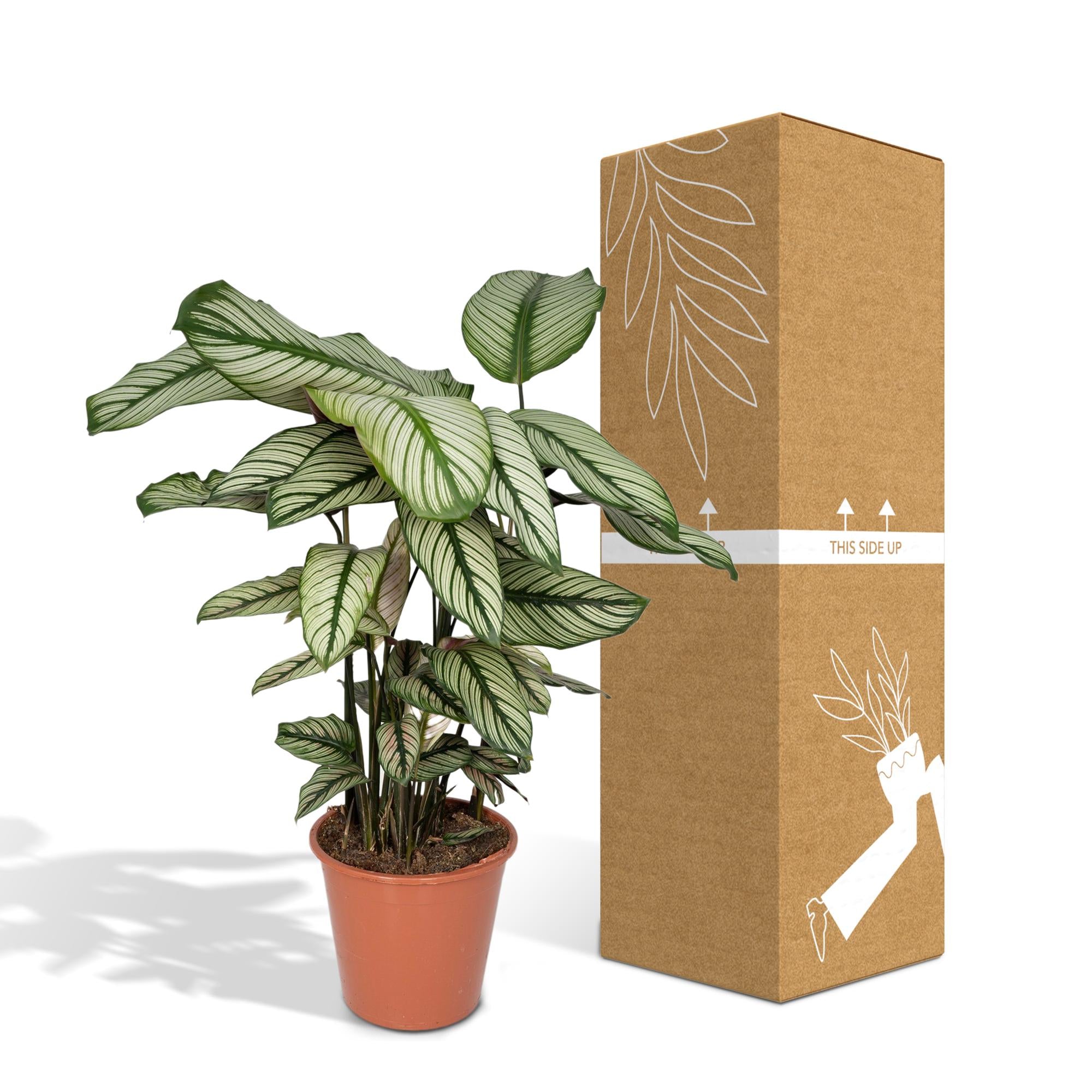 Calathea Whitestar – Pfauenblume – Ø 19 cm – ↕ 50 cm