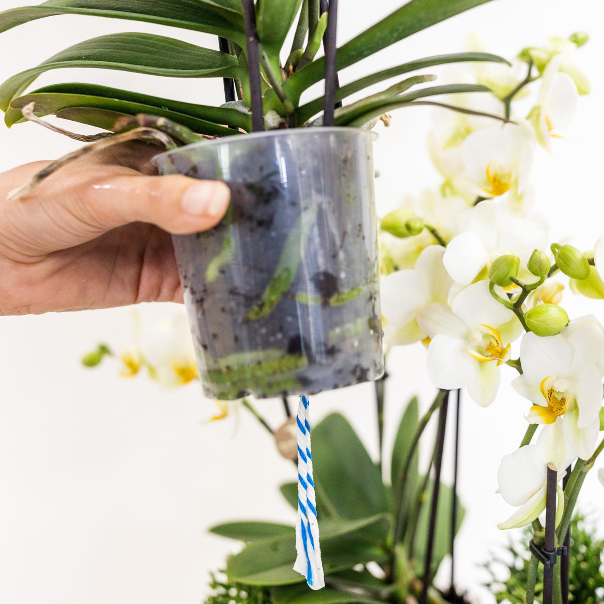 Kolibri Orchids | witte plantenset in Cotton Basket incl. waterreservoir | drie witte orchideeën Lausanne 9cm en drie groene planten | Jungle Bouquet wit met zelfvoorzienend waterreservoir