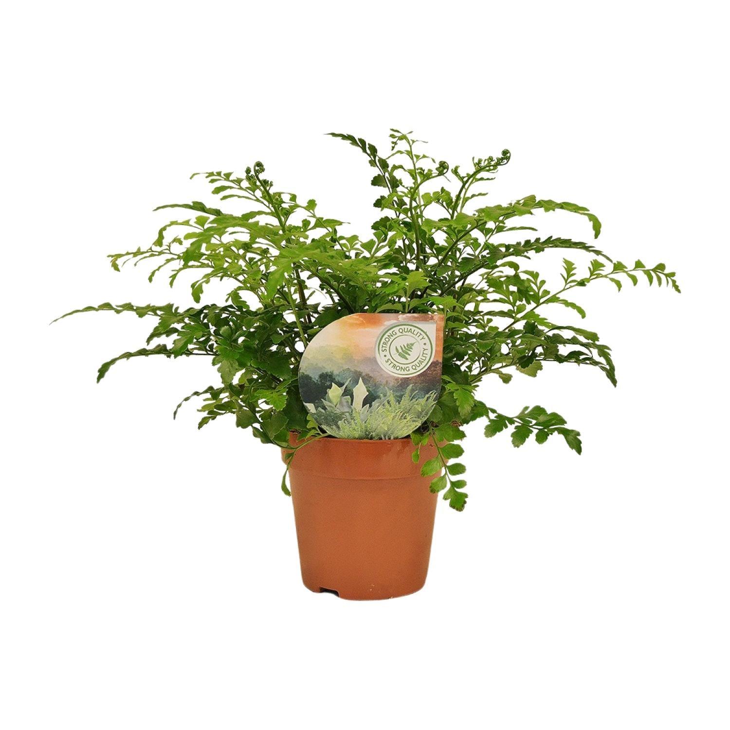 Asplenio Parvati - Ø12cm - ↕35cm
