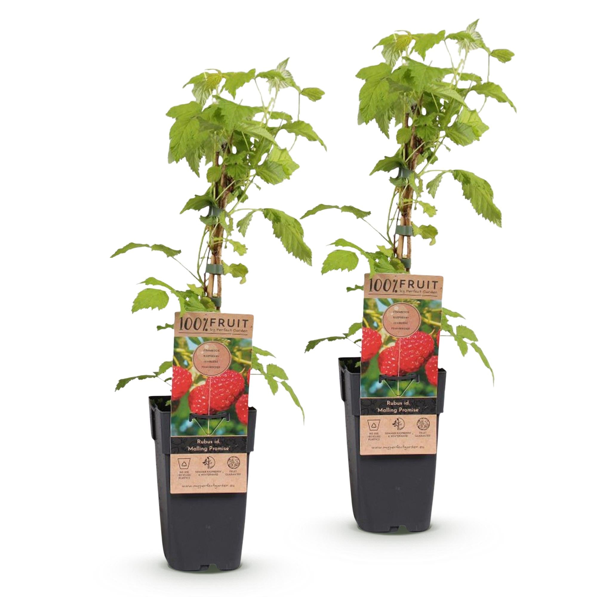 Rubus idaeus Malling Promise - Frambozenplant - Winterhard - Rode Framboos - 2 Planten - Pot 15cm - Hoogte 50cm