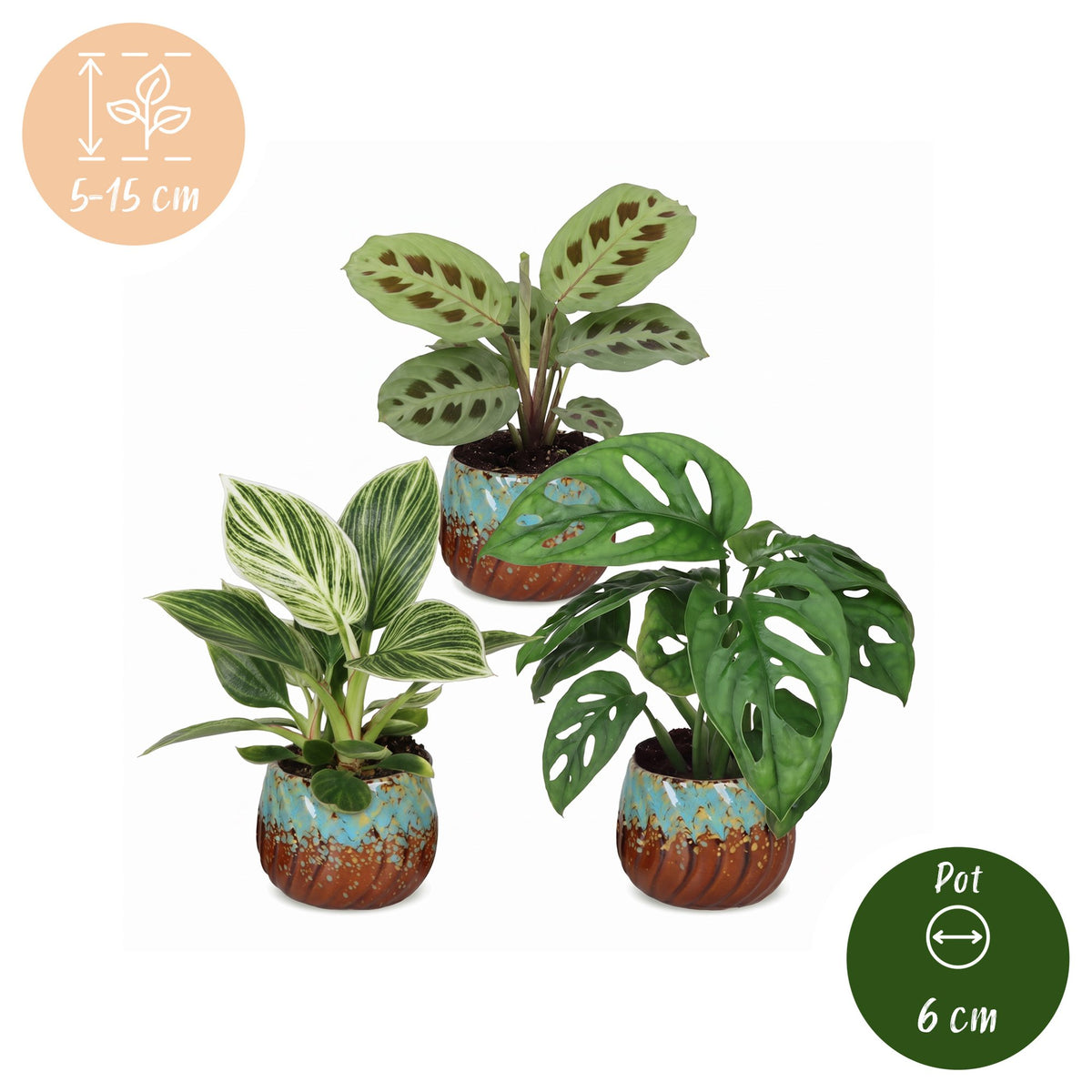 Baby Plants Surprise Box 3x - Verrassingsbox kleine planten - Diversen - Tropisch - incl. Copper Reef - Ø6cm - ↕5-15cm