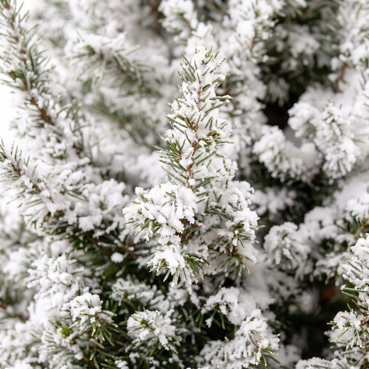 Picea glauca Conica - 2x Kegelspar - Groen - Wit - Kerstboom - incl. jute zak - Ø19cm - ↕65cm