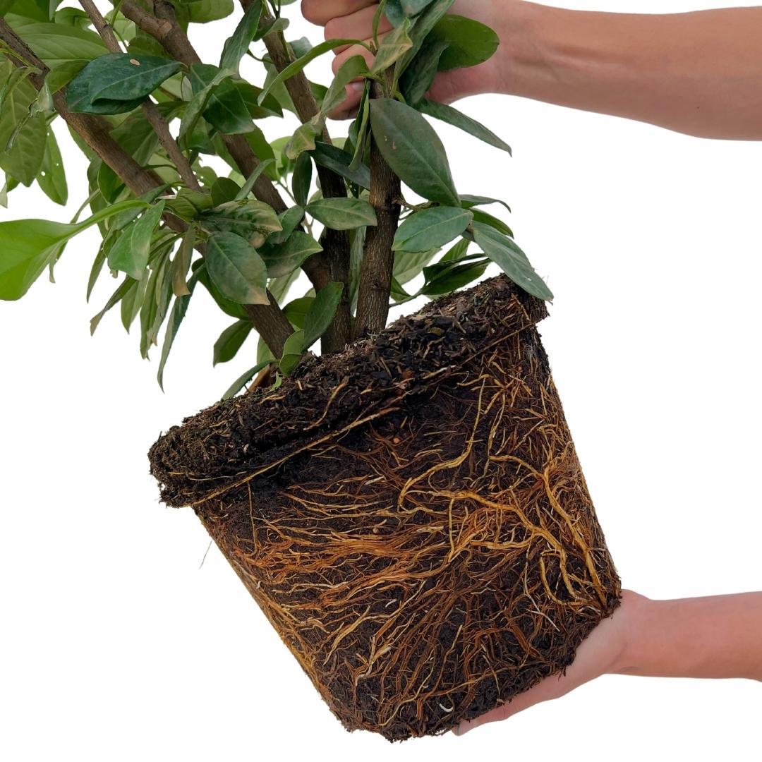 Große Kirschlorbeerpflanzen Novita für 10 laufende Meter Hecke | - 15L - 20x | ↨ 125-150 cm