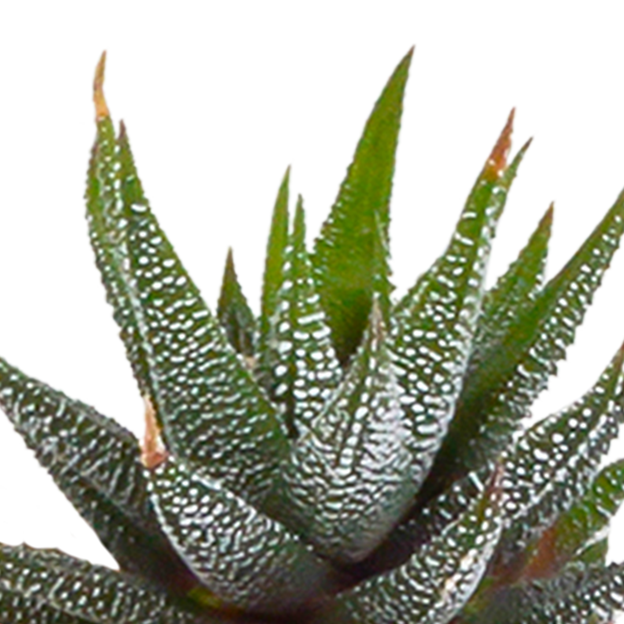Cactus and succulent mix 5.5 cm | 15 pieces - in white pot