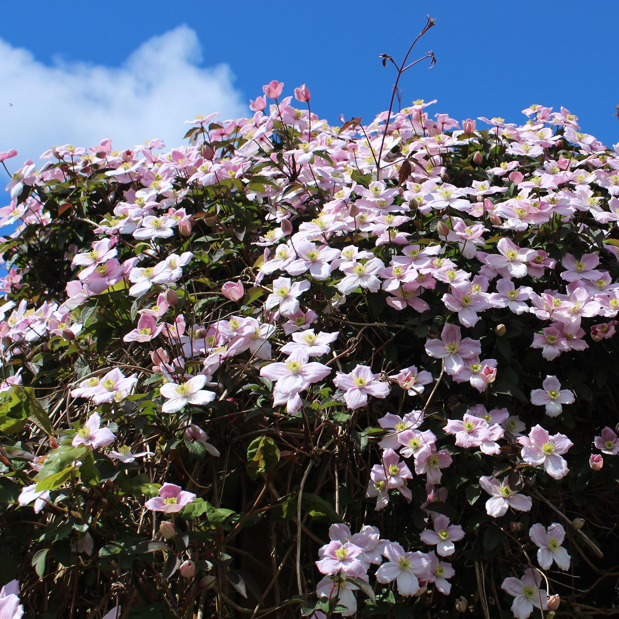 Green boutiQ – Kletterpflanze – Clematis montana Rubens – Blüte: Rosa – Frühblühend – Pflegeleicht – 2 Pflanzen – Topf: 11 cm, Höhe: 40 cm
