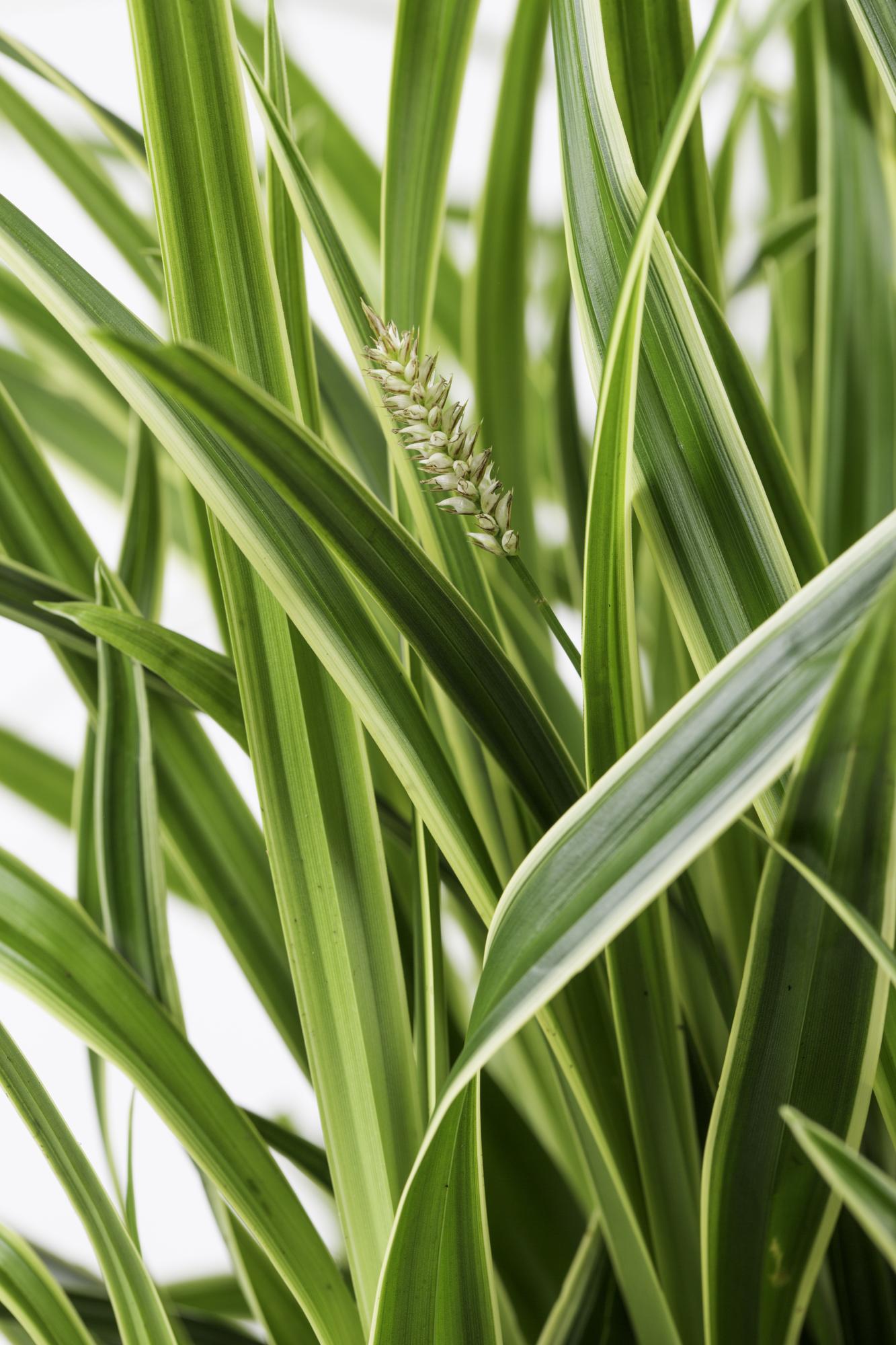 Carex morrowii 'Ice Dance' - Ø14cm - ↕30cm