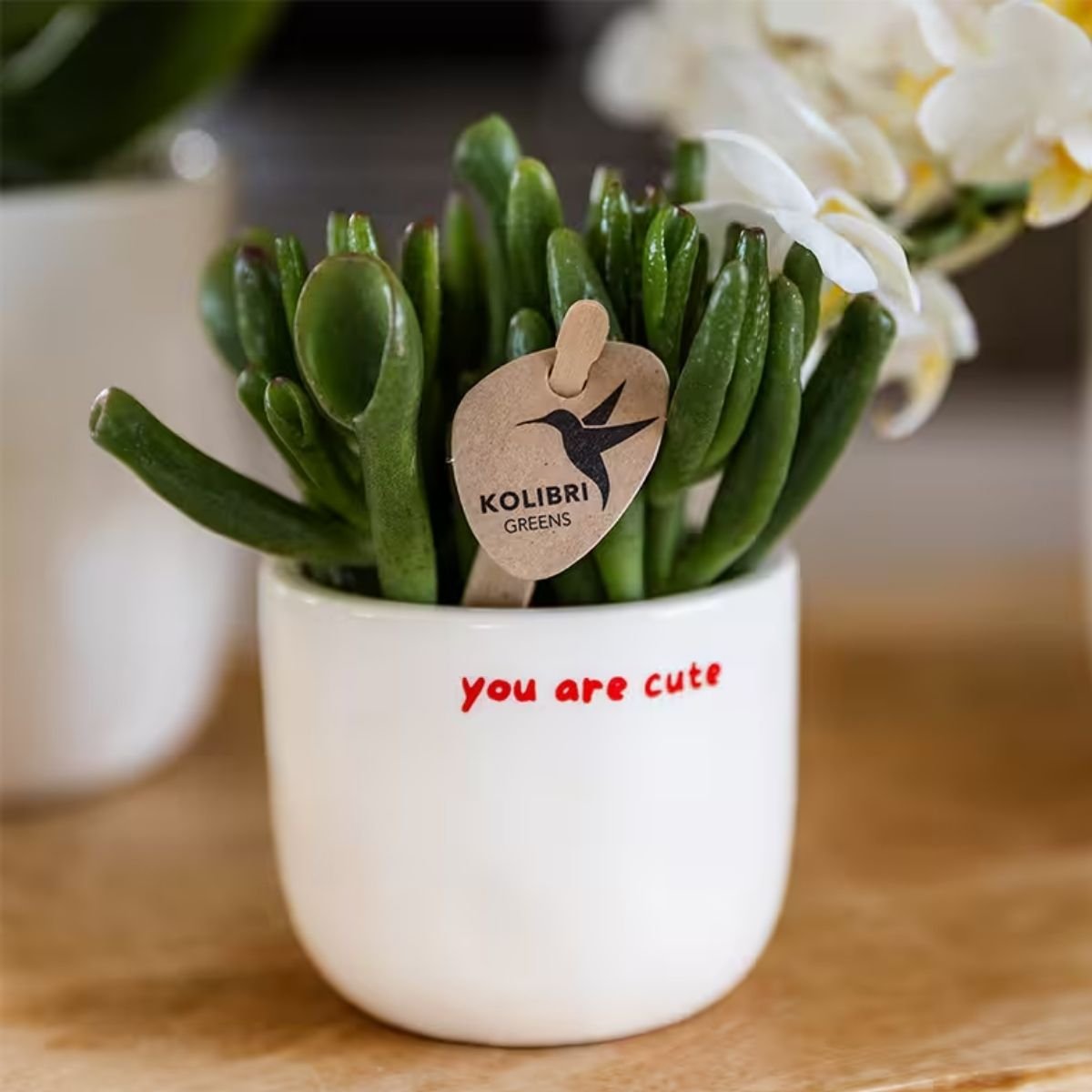 Kolibri Home | You Are Cute sierpot - Ø6cm