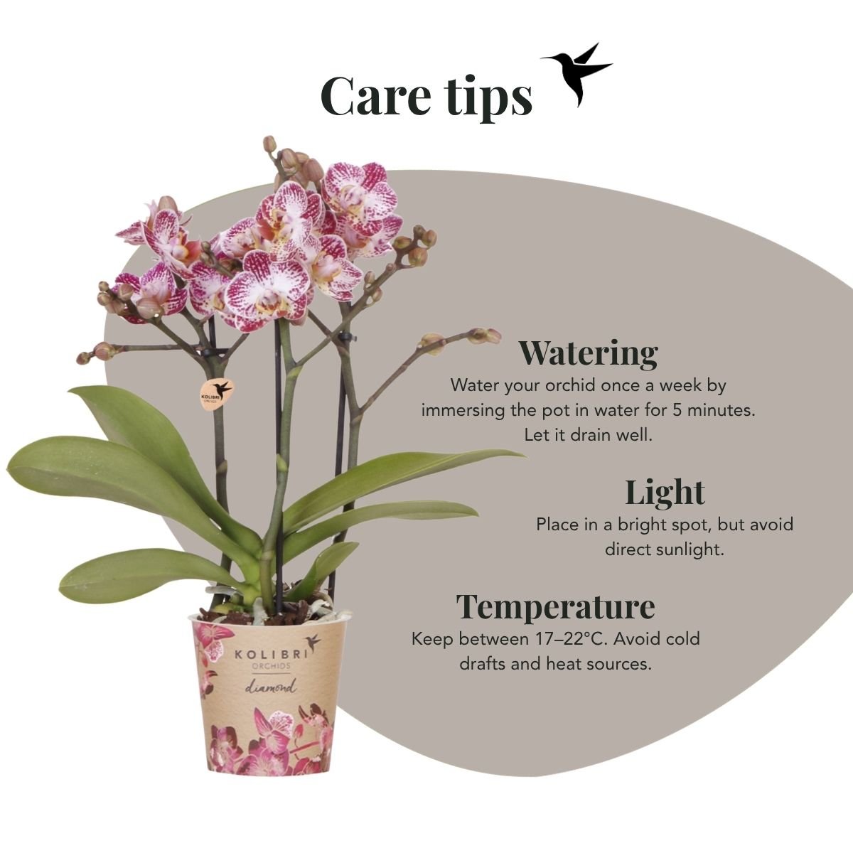 Kolibri Orchids | Combi Deal - 2 Roze-Paarse Phalaenopsis Orchideeën Diamond Bora Bora - Ø9 cm