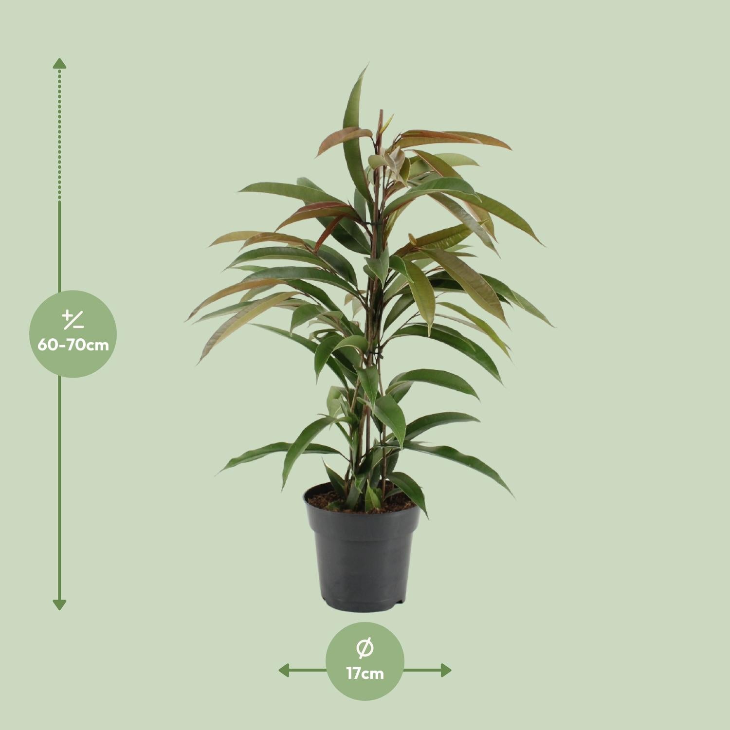 Ficus Binnendijkii Amstel King – Ø17cm – ↕70cm