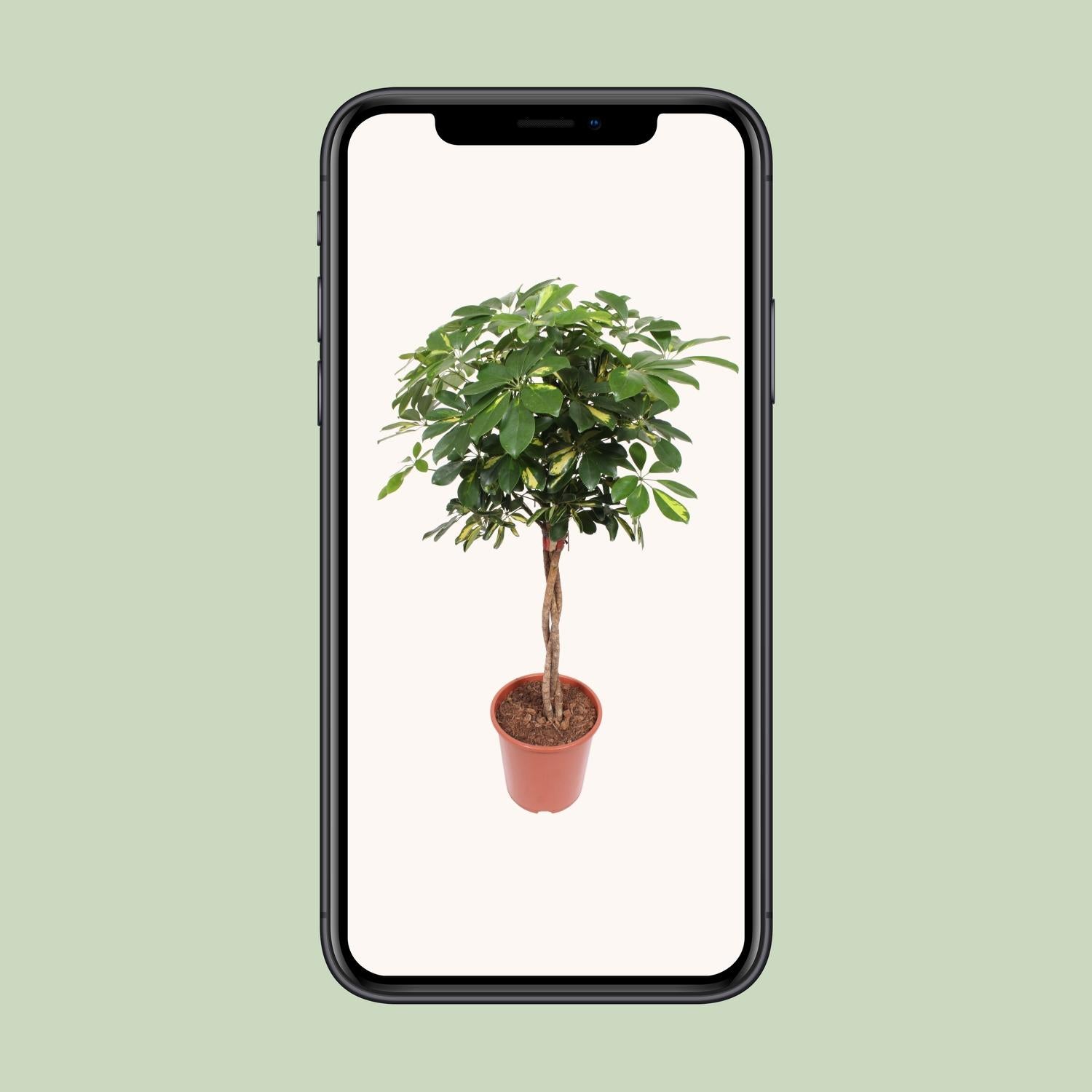 Schefflera Gold Capella - Ø27cm - ↕120cm