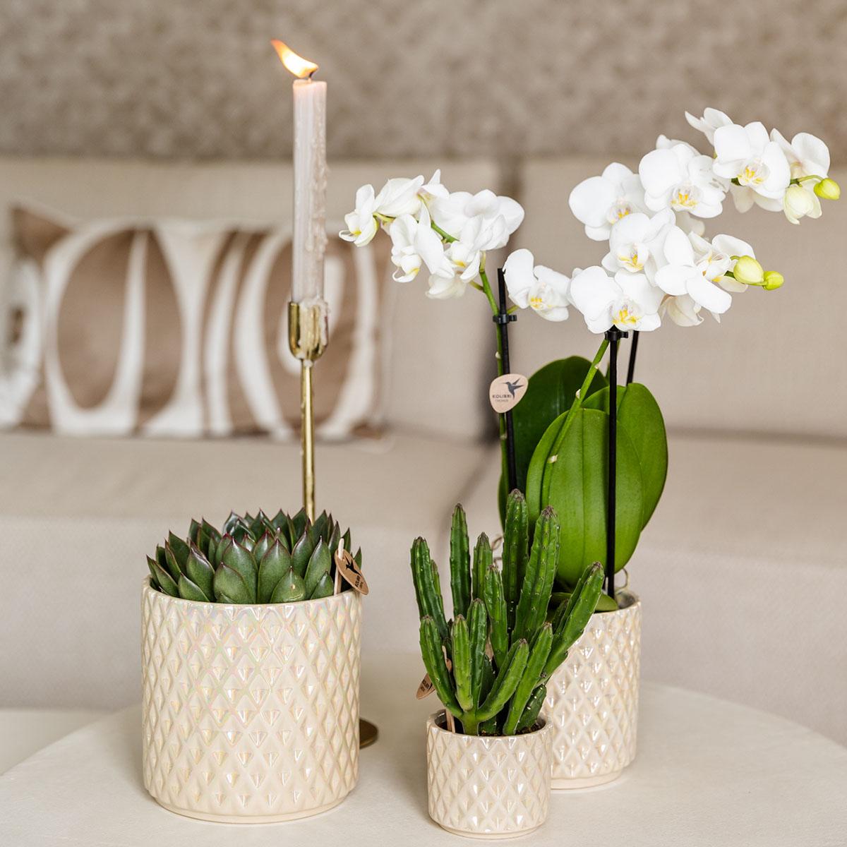 Hogar Colibrí | Maceta decorativa Perla Diamante - Travertino - Ø6 cm