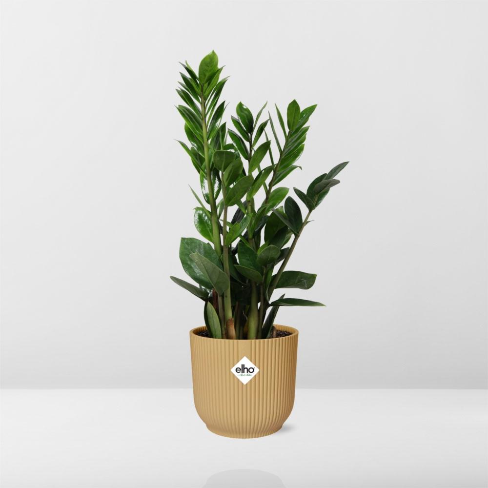 Zamioculcas – Altezza 45-50 in ELHO Vibes Fold 14cm giallo