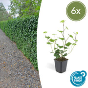 6x Hedera Hibernica - ↕10-25cm - Ø9cm