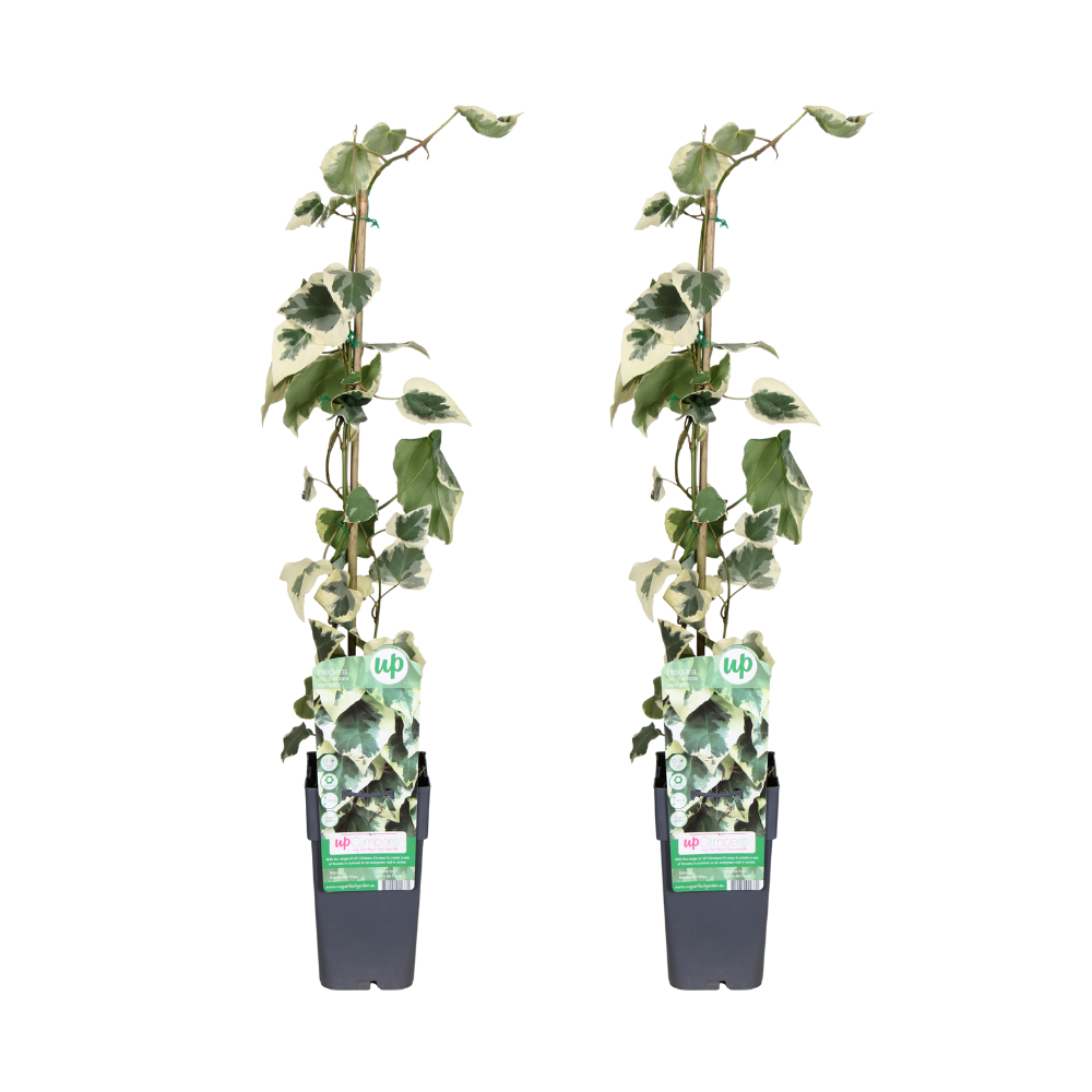 Hedera colchica Dentata Variegata - 2 pezzi - Ø15cm - ↕65cm